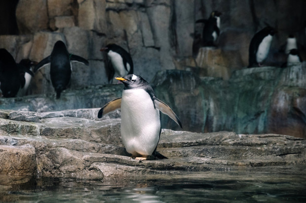 Montreal Biodome