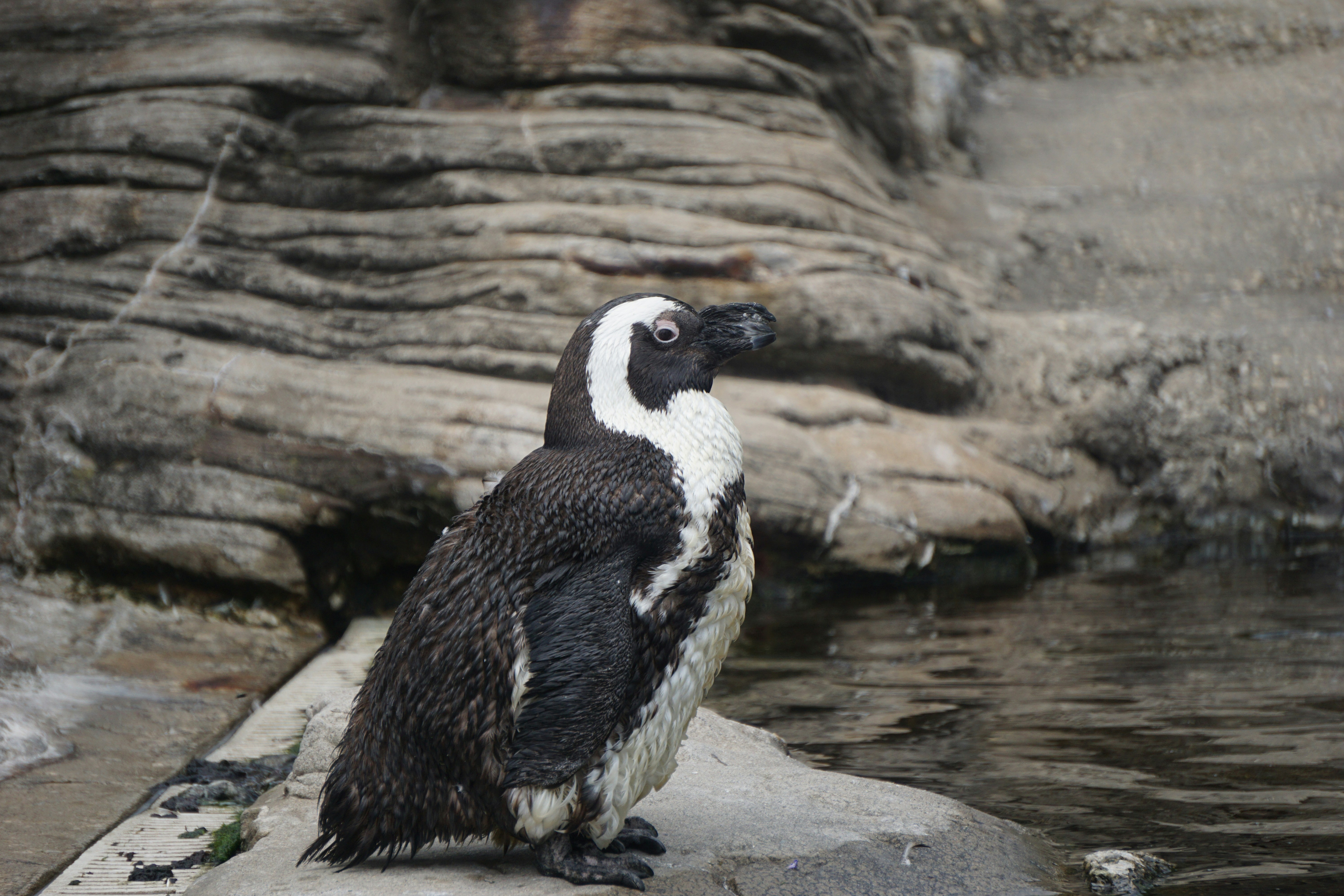 New York Aquarium New York Aquarium