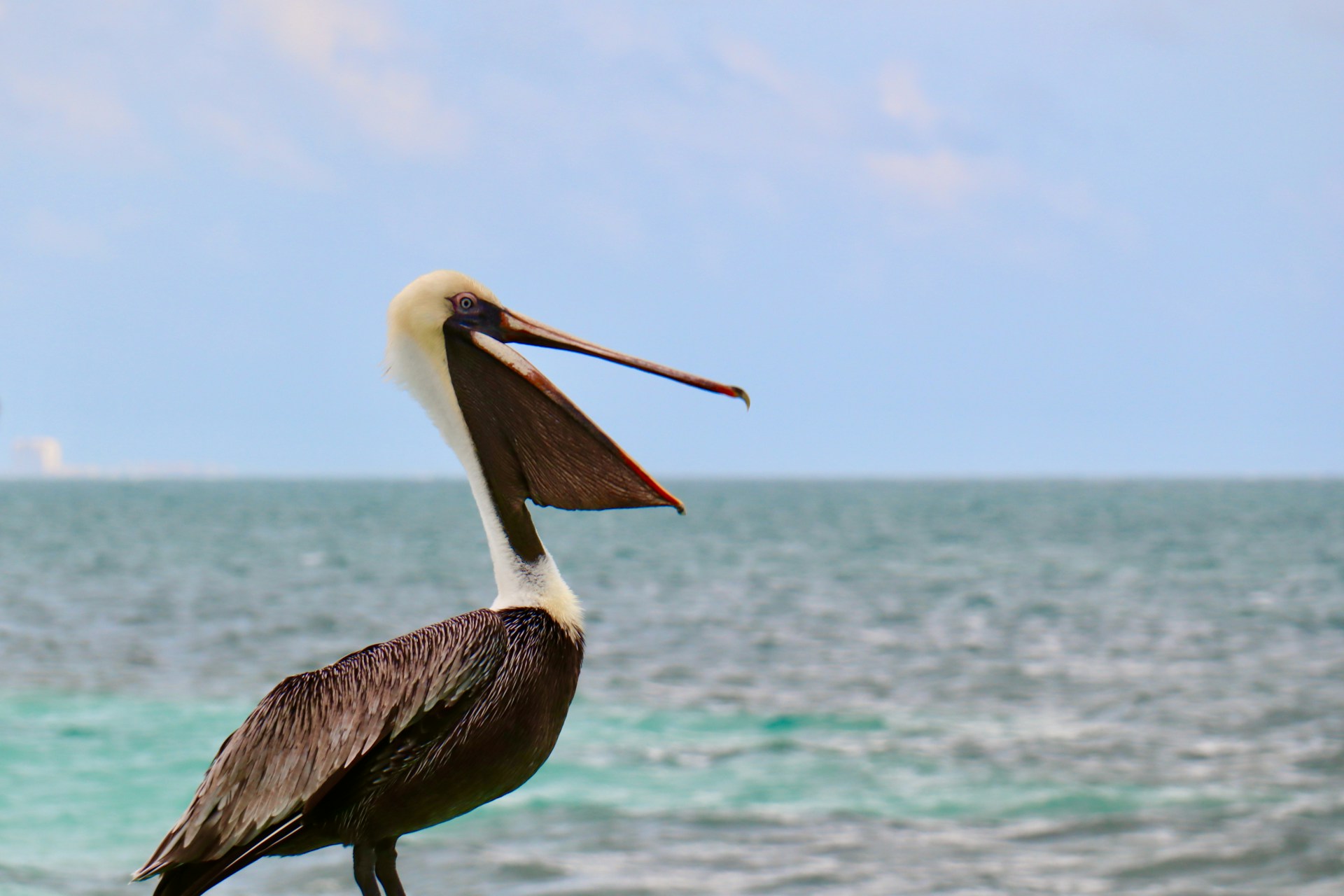 Pelican Pelican