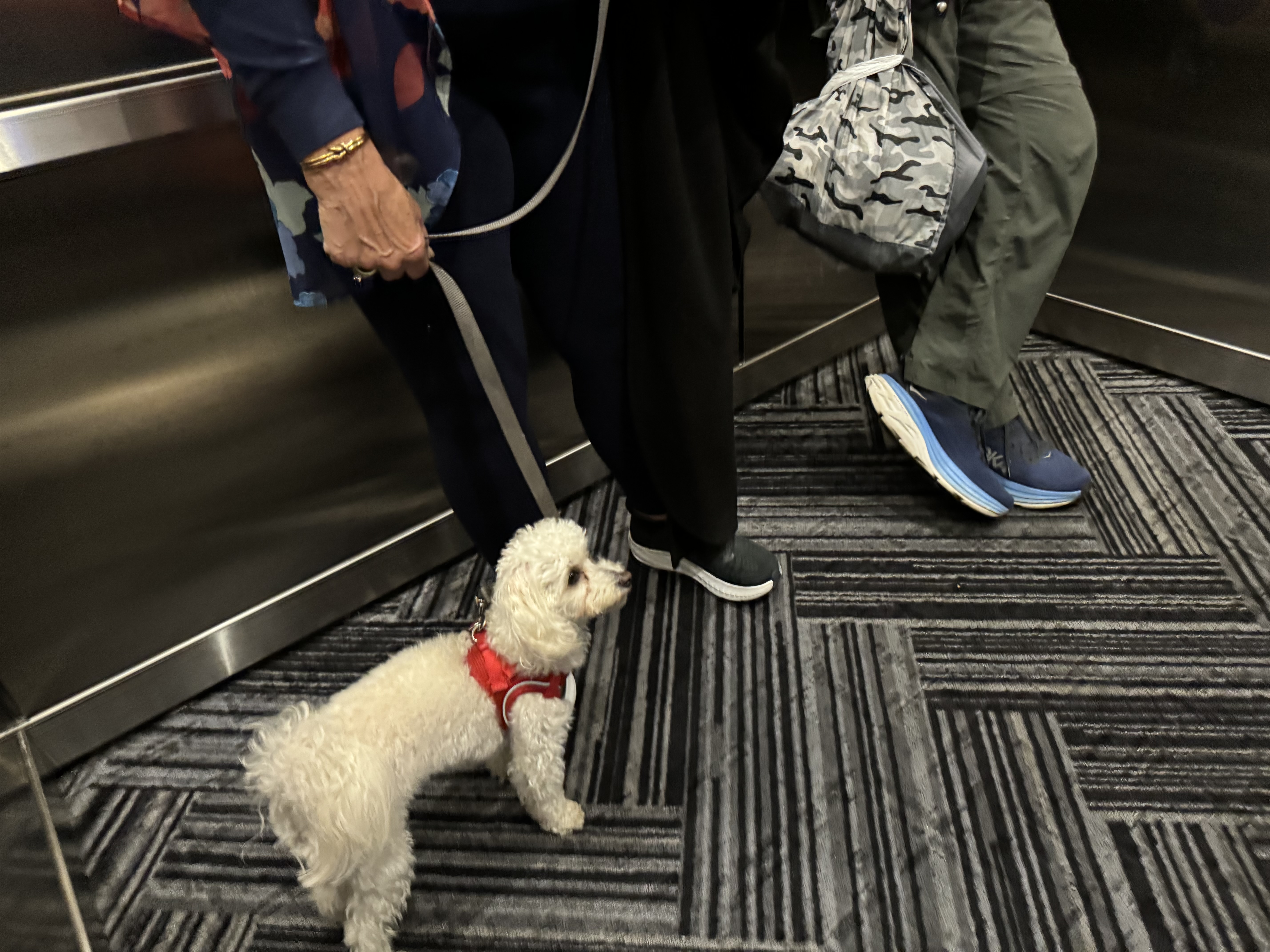 Pet Friendly Tru by Hilton Brooklyn Pet Friendly Tru by Hilton Brooklyn