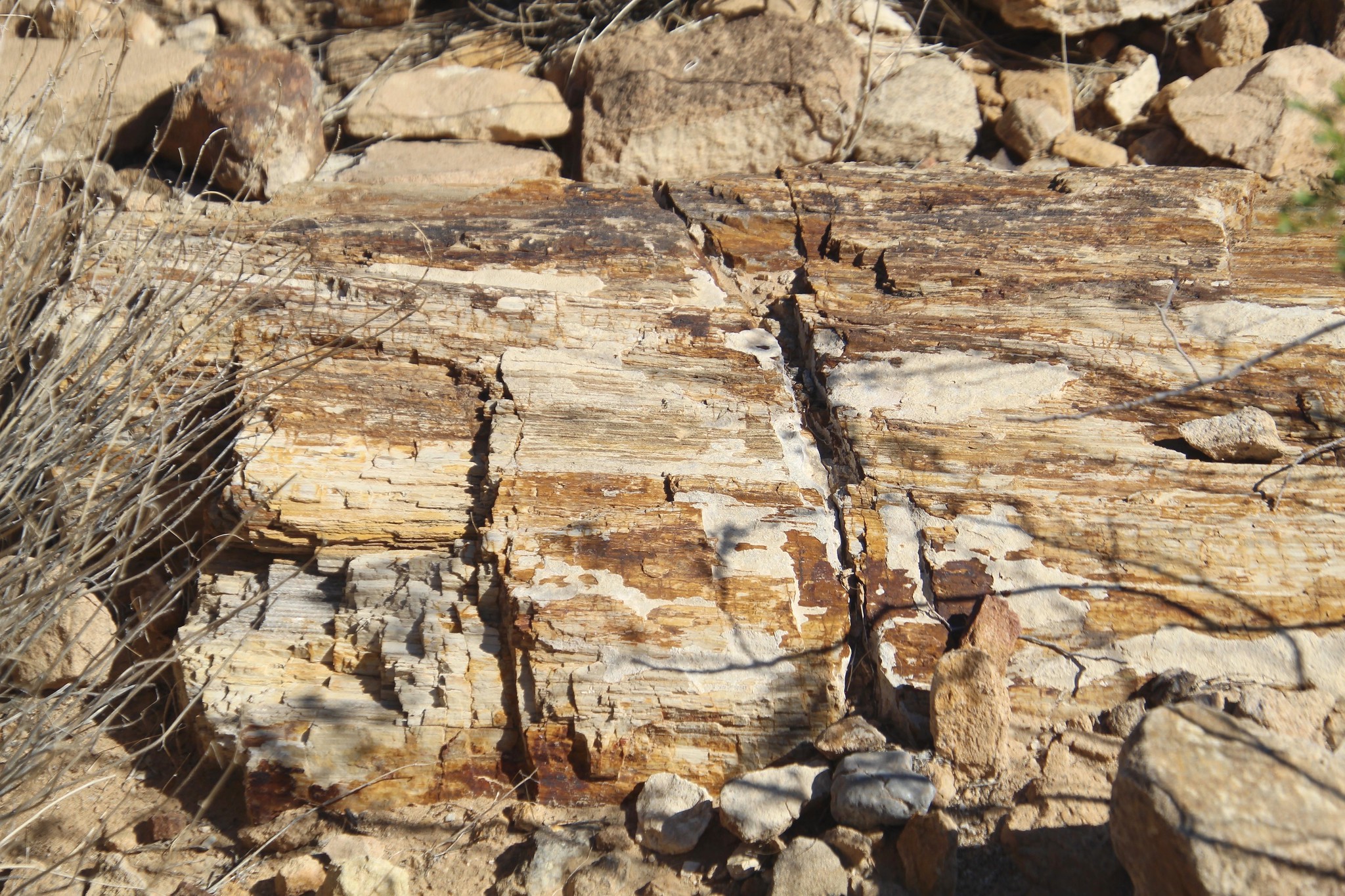 Petrified Logs