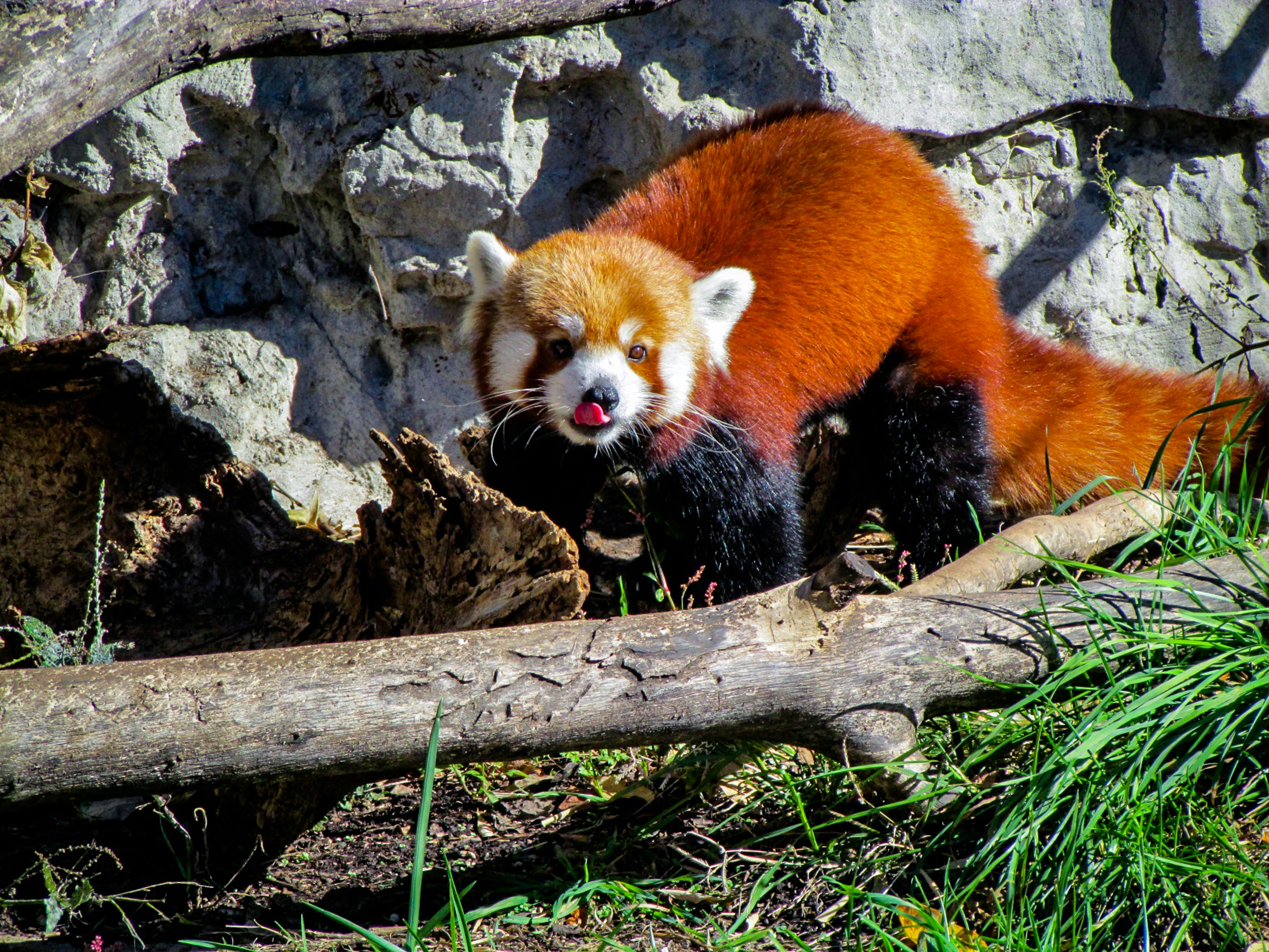 Saint Louis Zoo Saint Louis Zoo