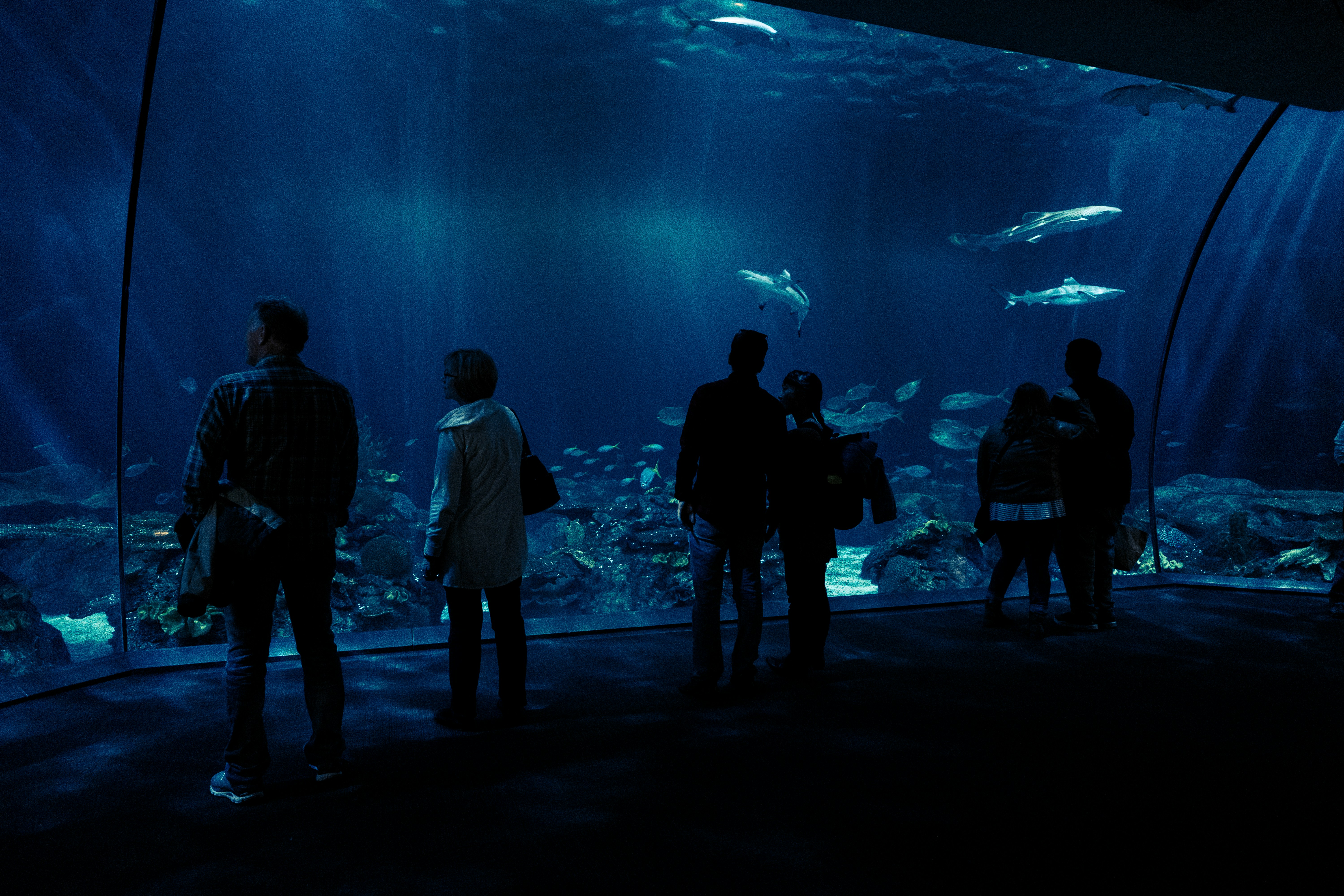 Shedd Aquarium Shedd Aquarium