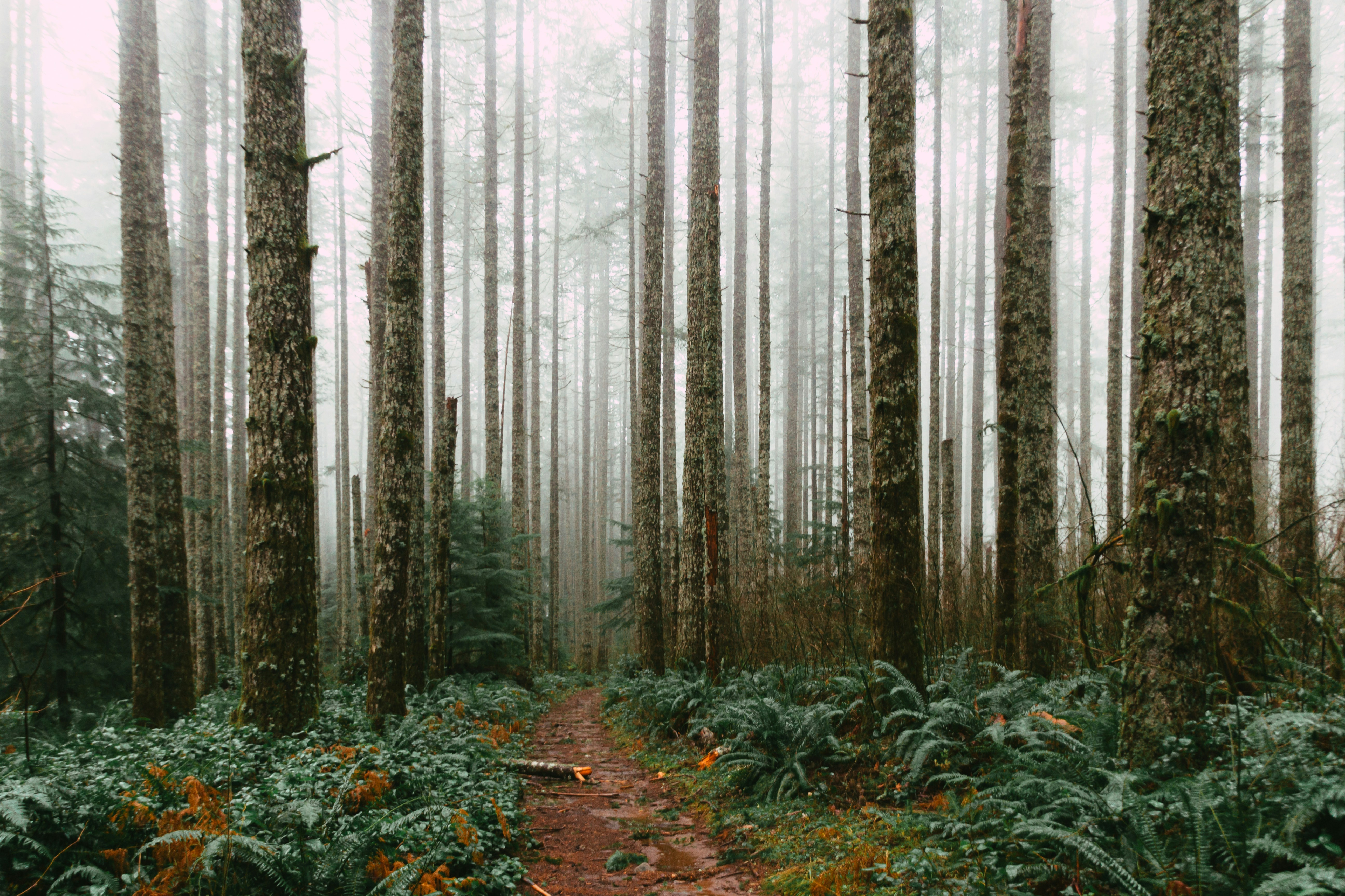 Silver Falls State Park Trails