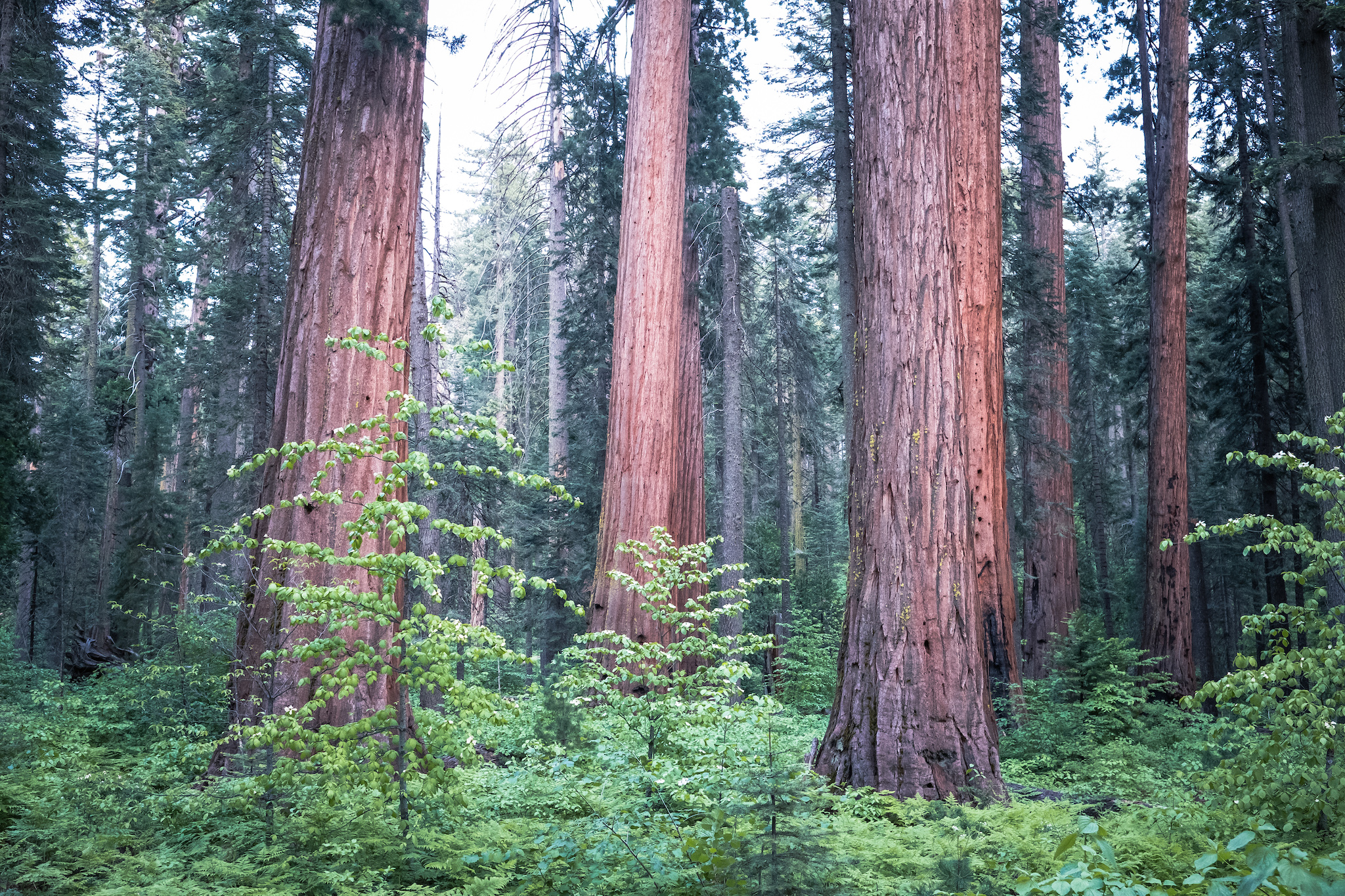 Calaveras Big Trees State Park Calaveras Big Trees State Park