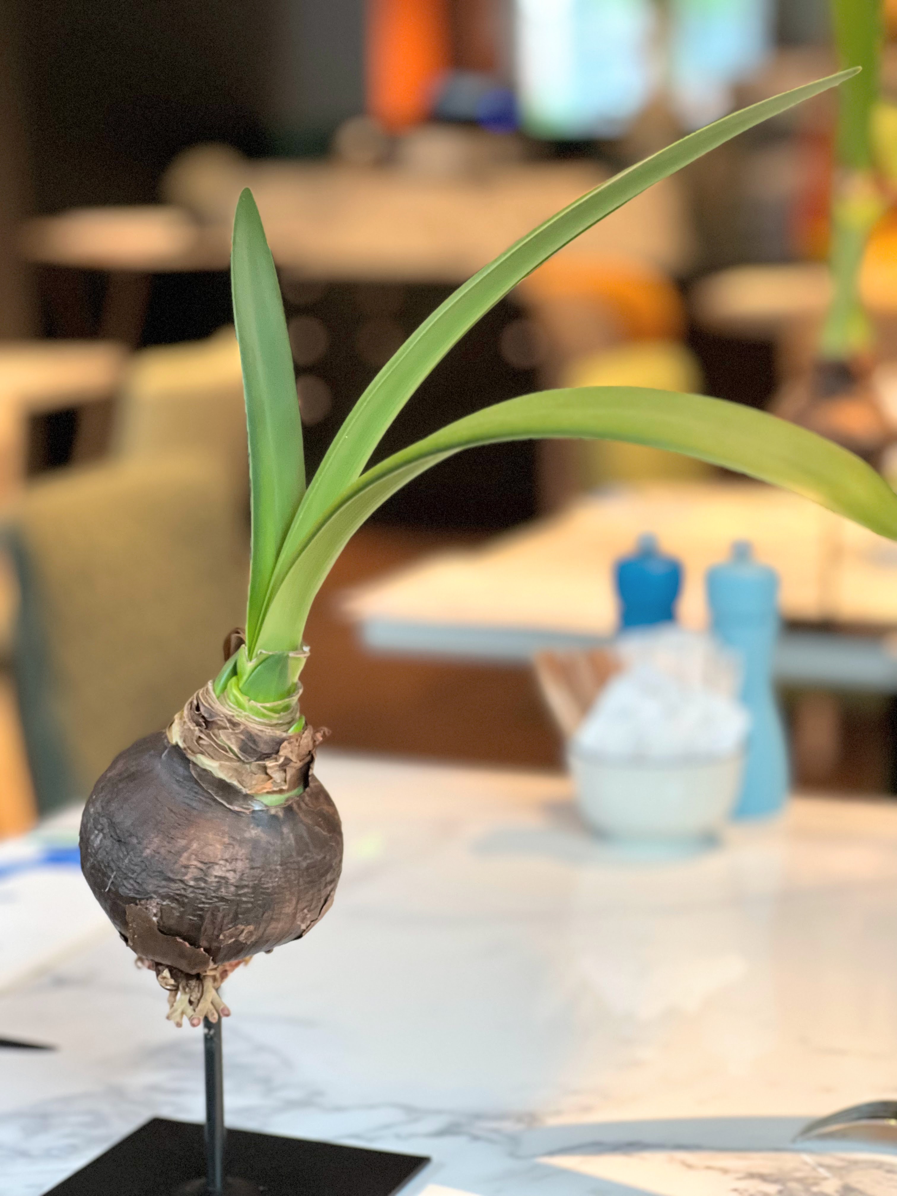 Flower bulb table decorations at Andaz Amsterdam Flower bulb table decorations at Andaz Amsterdam