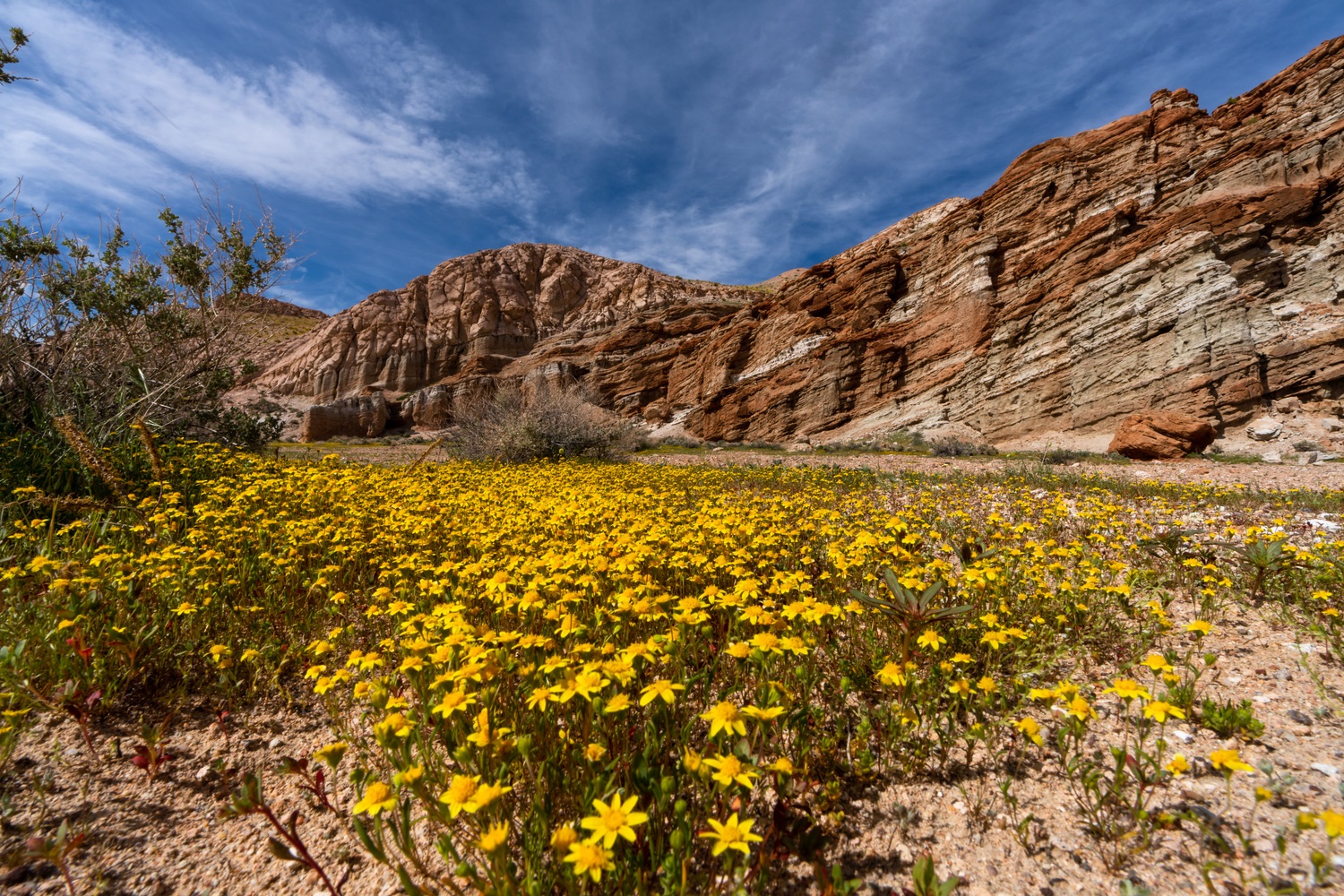Red Rock Canyon State Park Wildflowers Red Rock Canyon State Park Wildflowers