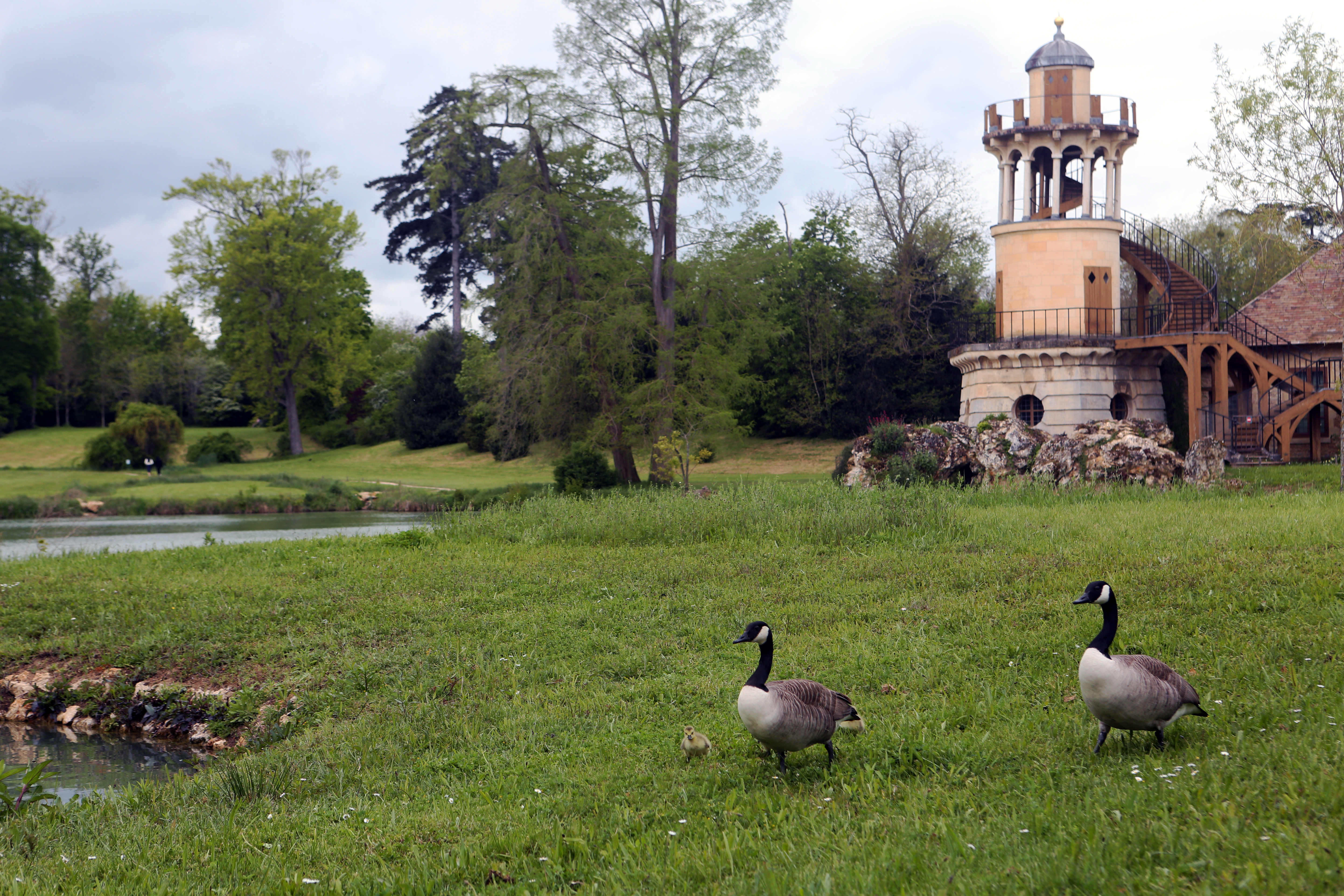 Versailles Gardens Petit Hameau geese goslings Versailles Gardens Petit Hameau geese goslings
