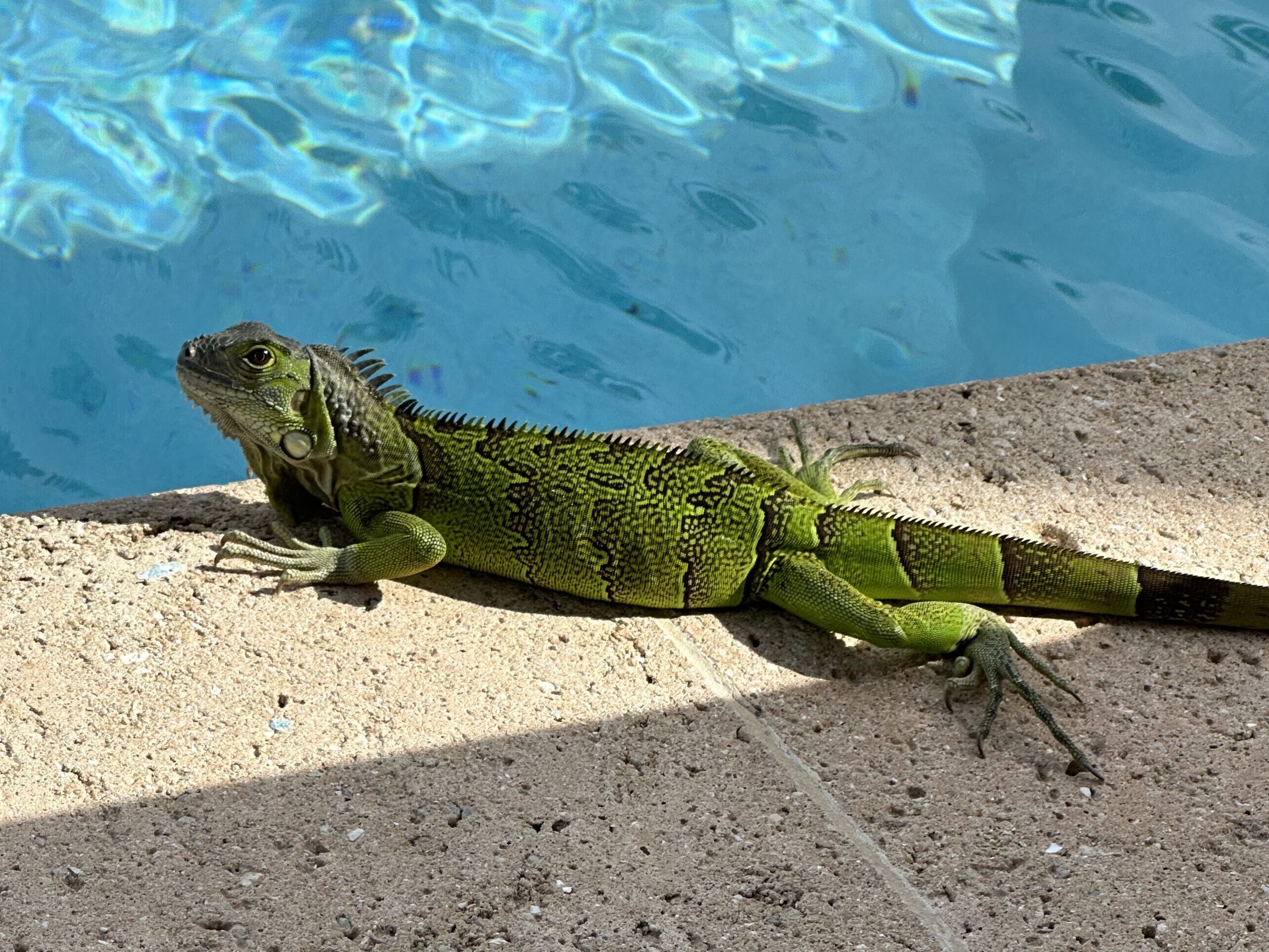 JW Marriott St Maarten iguana pool