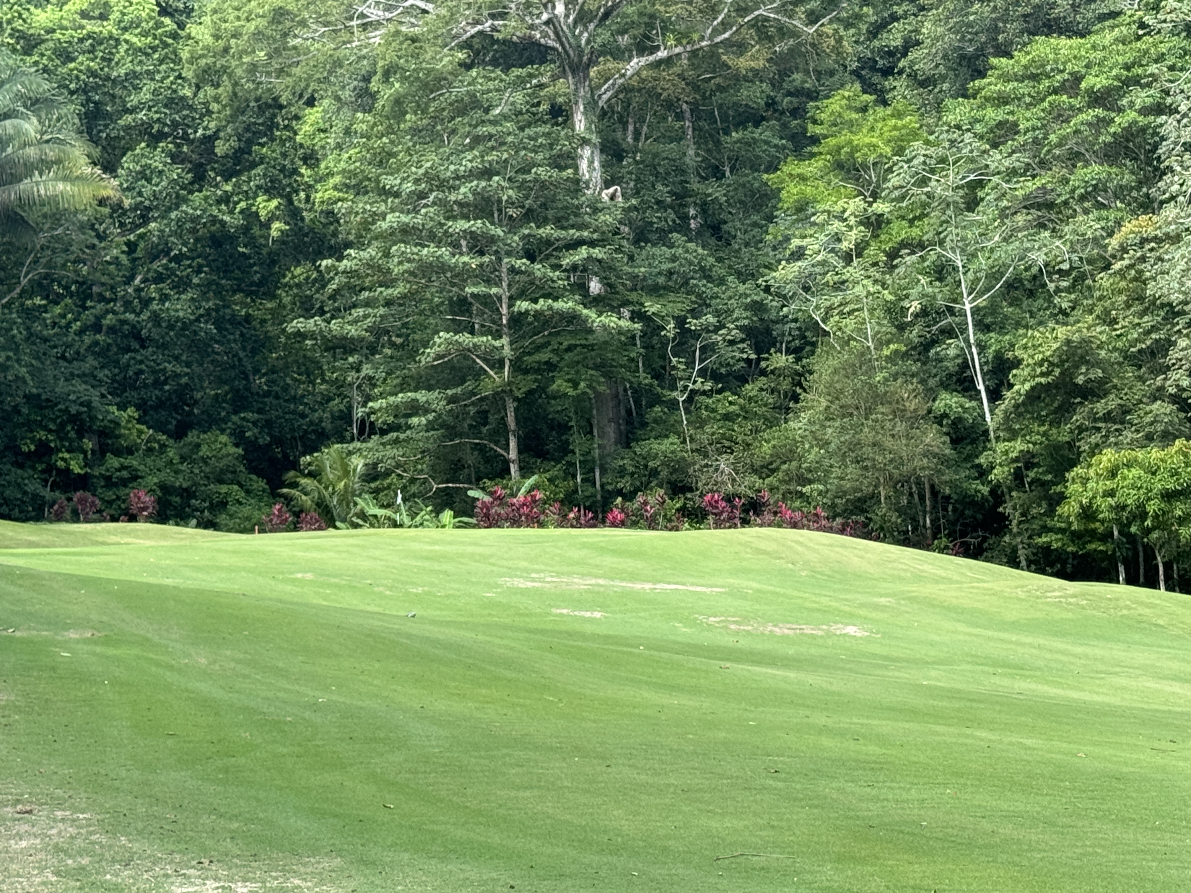 Los Suenos Marriott Golf course rainforest