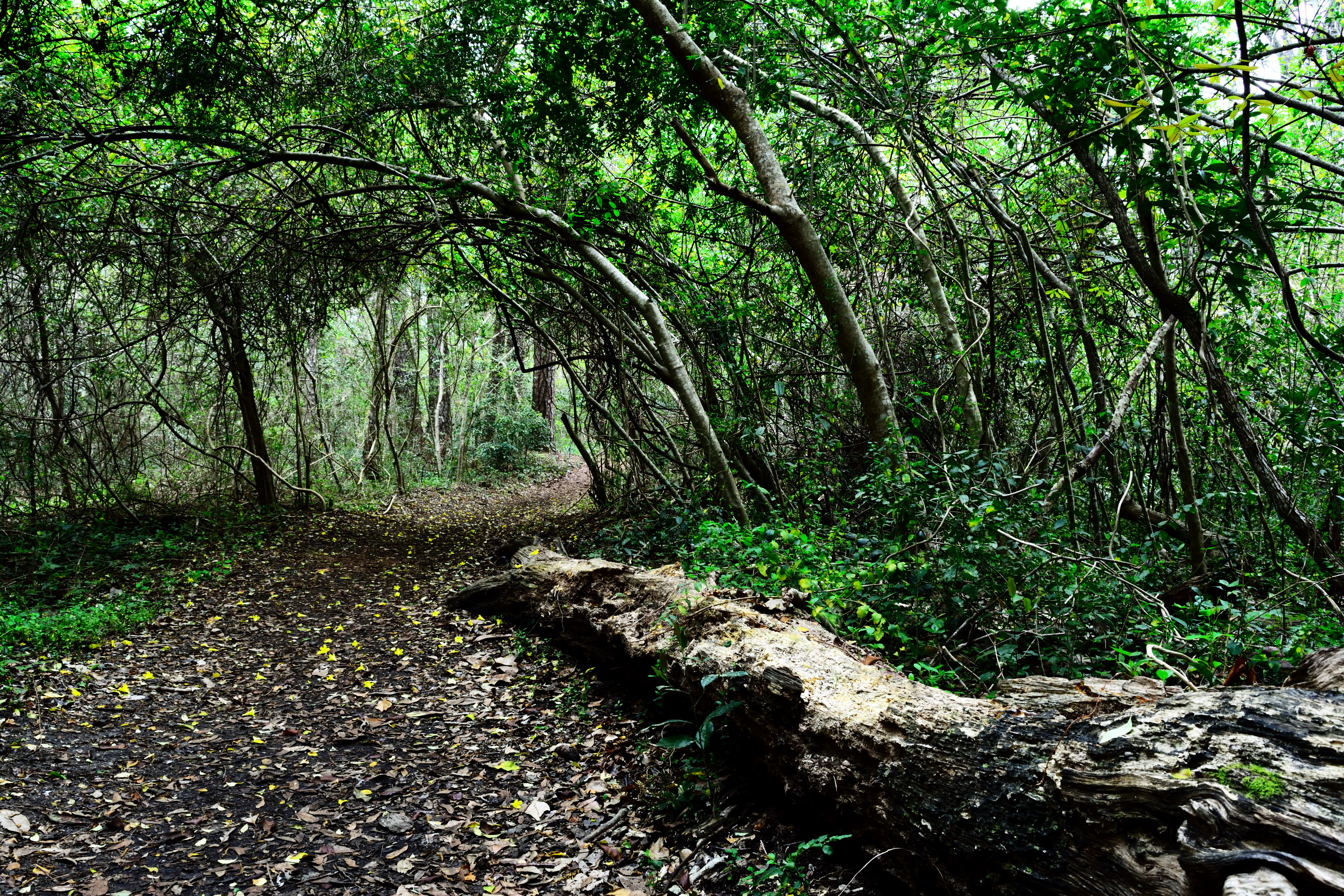 Maritime Forest, Myrtle Beach State Park, Myrtle Beach, South Carolina. Maritime Forest, Myrtle Beach State Park, Myrtle Beach, South Carolina.
