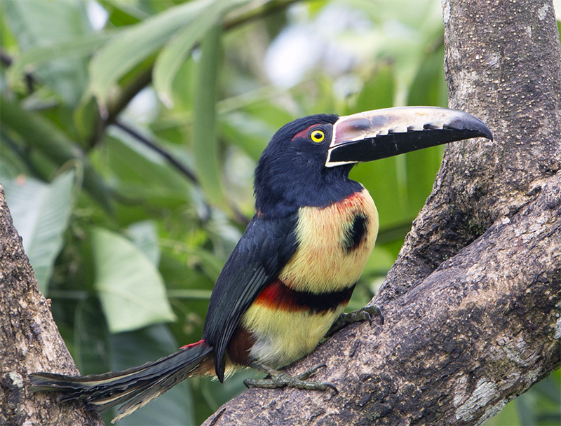 Costa Rica Collared Aracari
