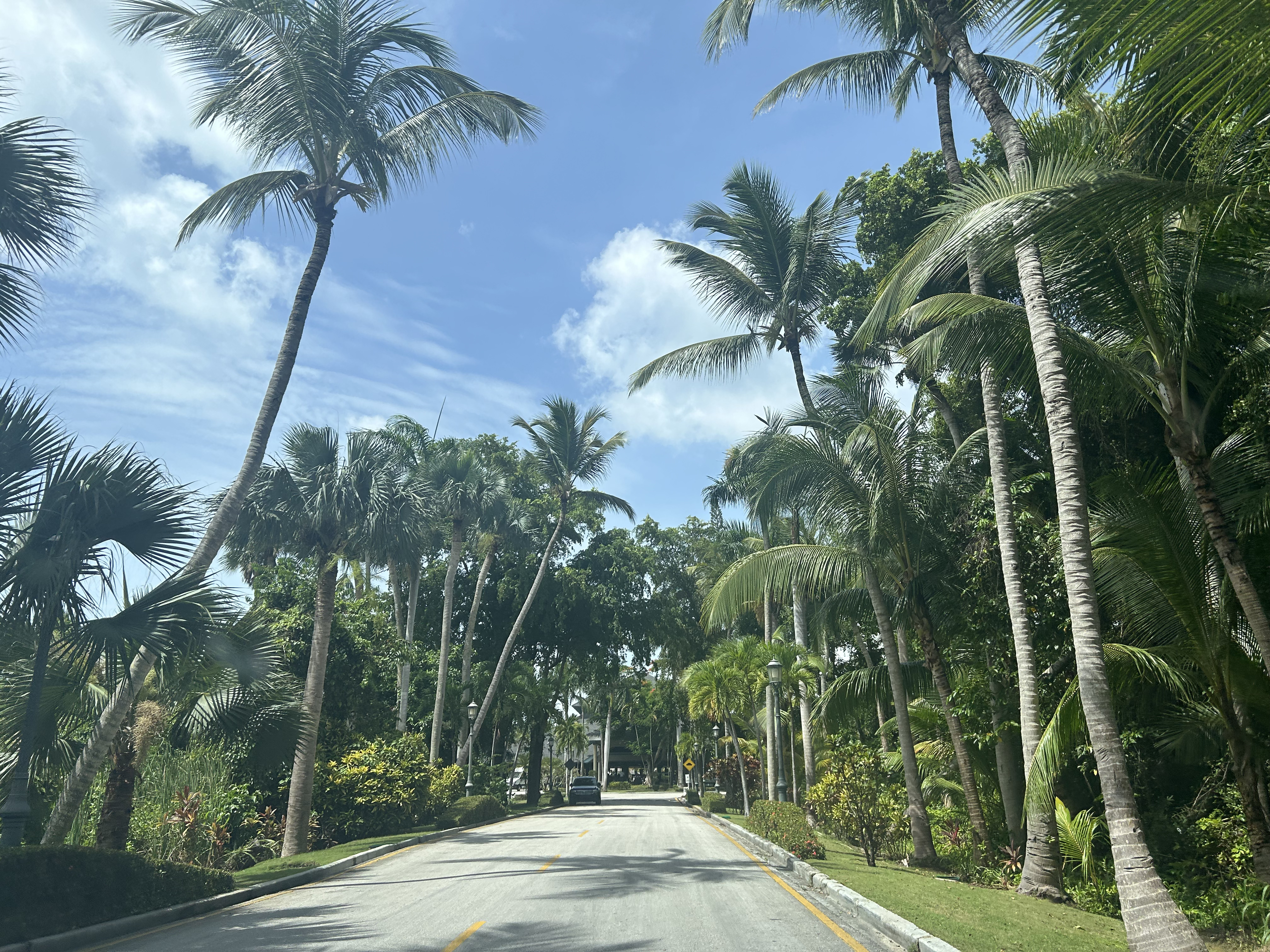 Iberostar Selection Bavaro Suites main road into hotel Iberostar Selection Bavaro Suites Palm trees