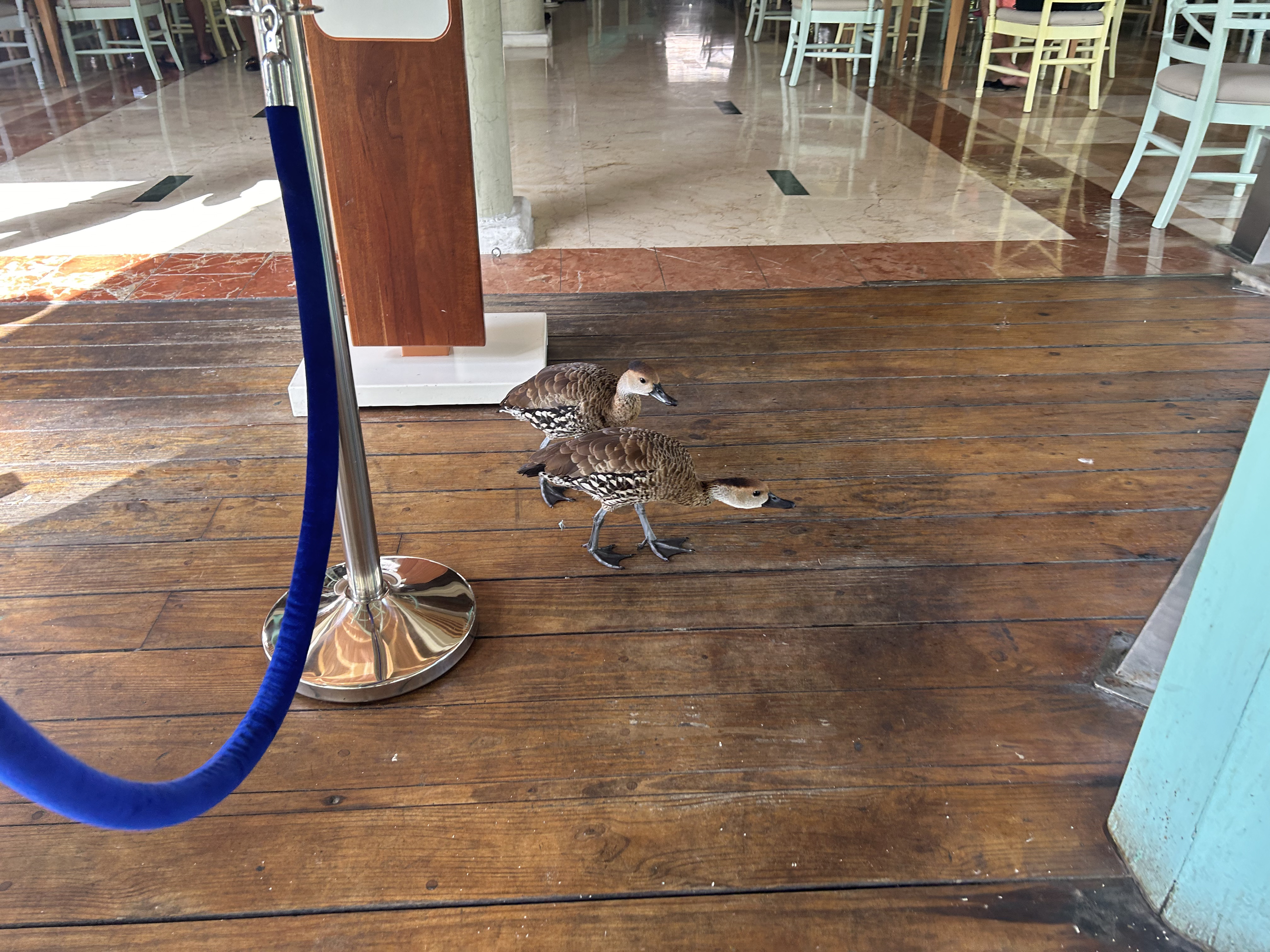Iberostar Selection Bavaro Suites ducks Iberostar Selection Bavaro Suites animals at the buffet