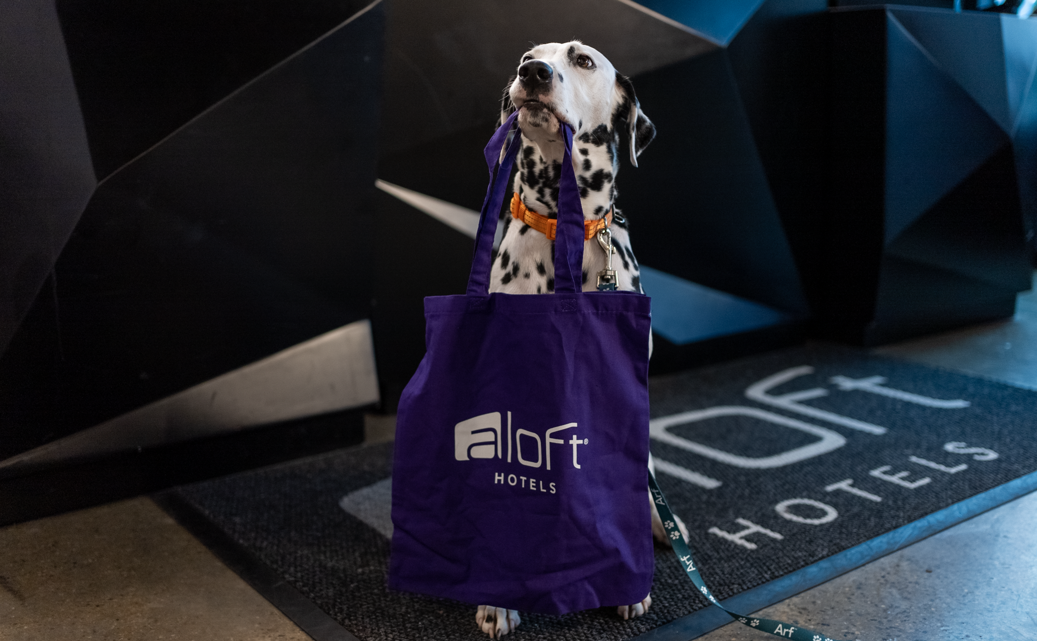 Marriott Aloft dog friendly Marriott Aloft dog friendly