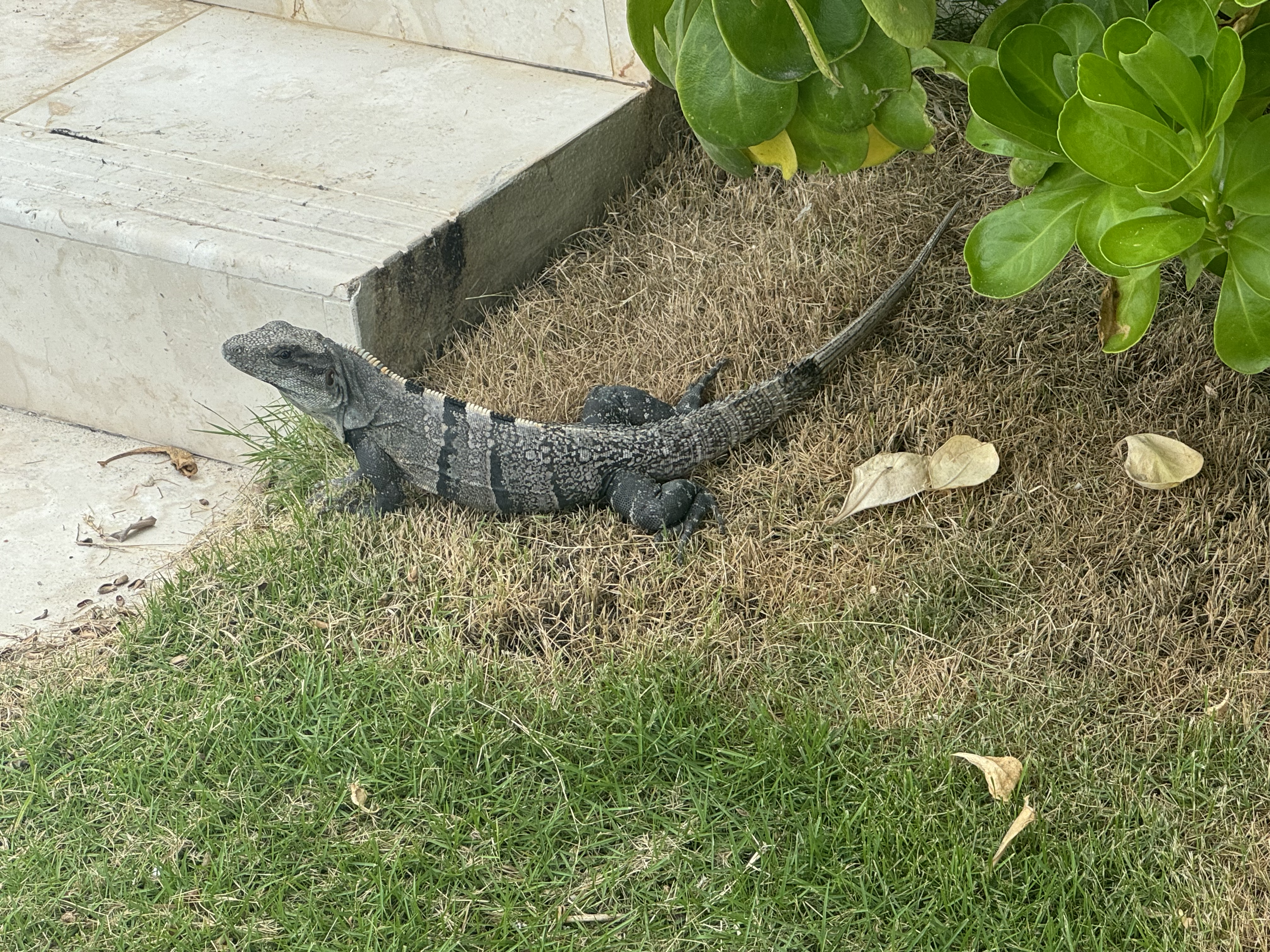 Alaia Belize Autograph Collection iguana