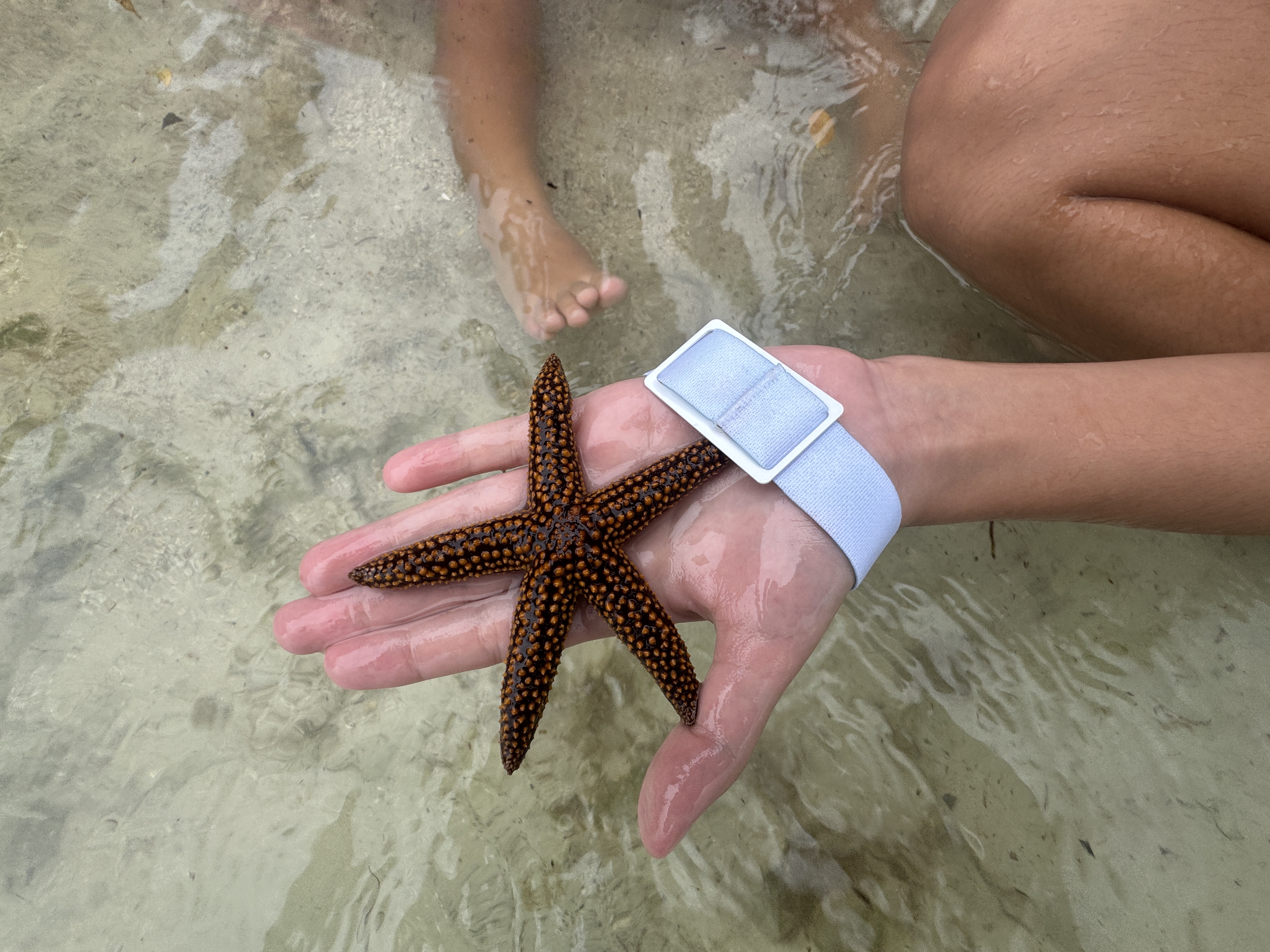 Bakers Cay Starfish Bakers Cay Starfish