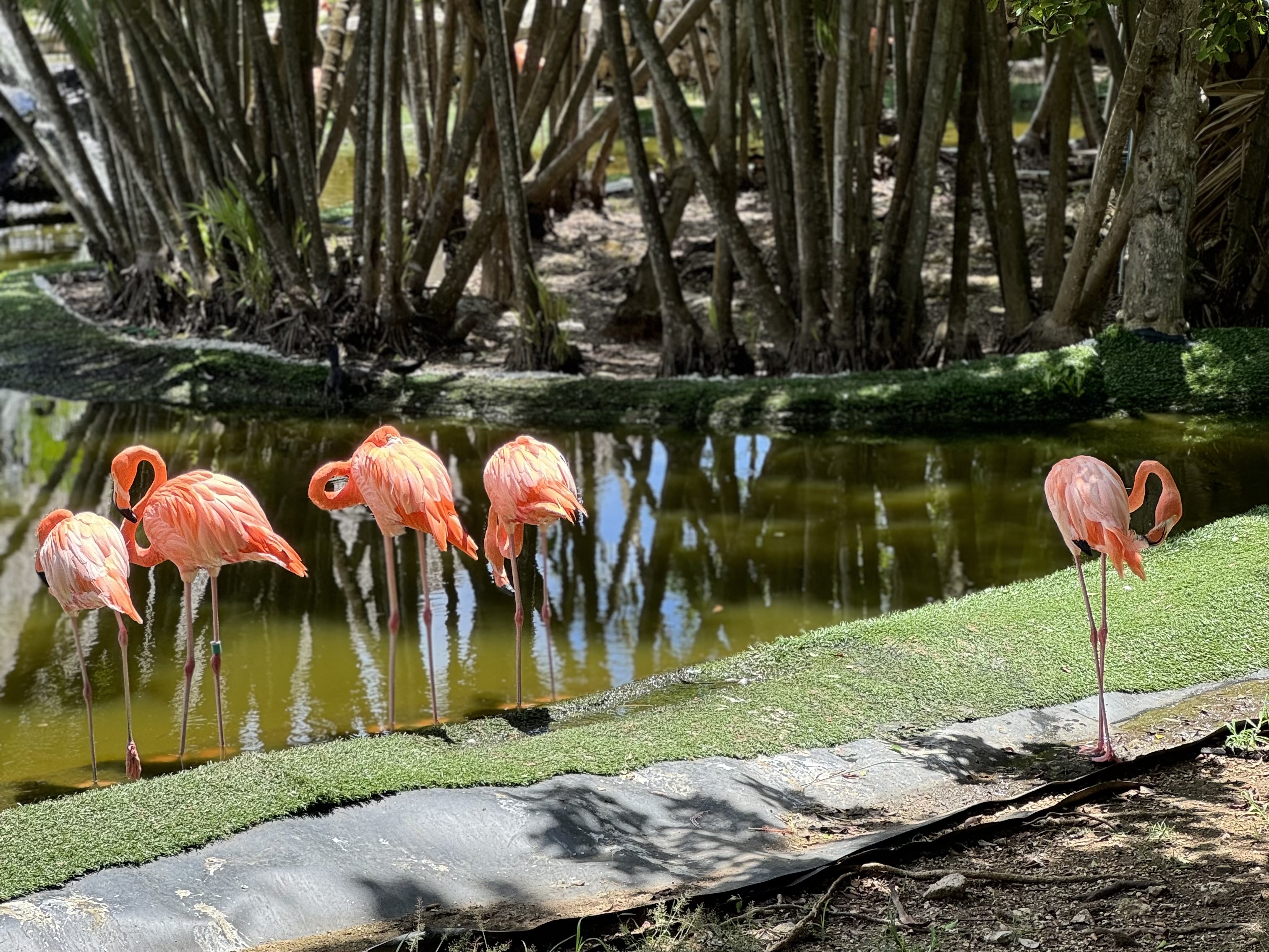 Delta Vacations Flamingoes Delta Vacations Flamingoes