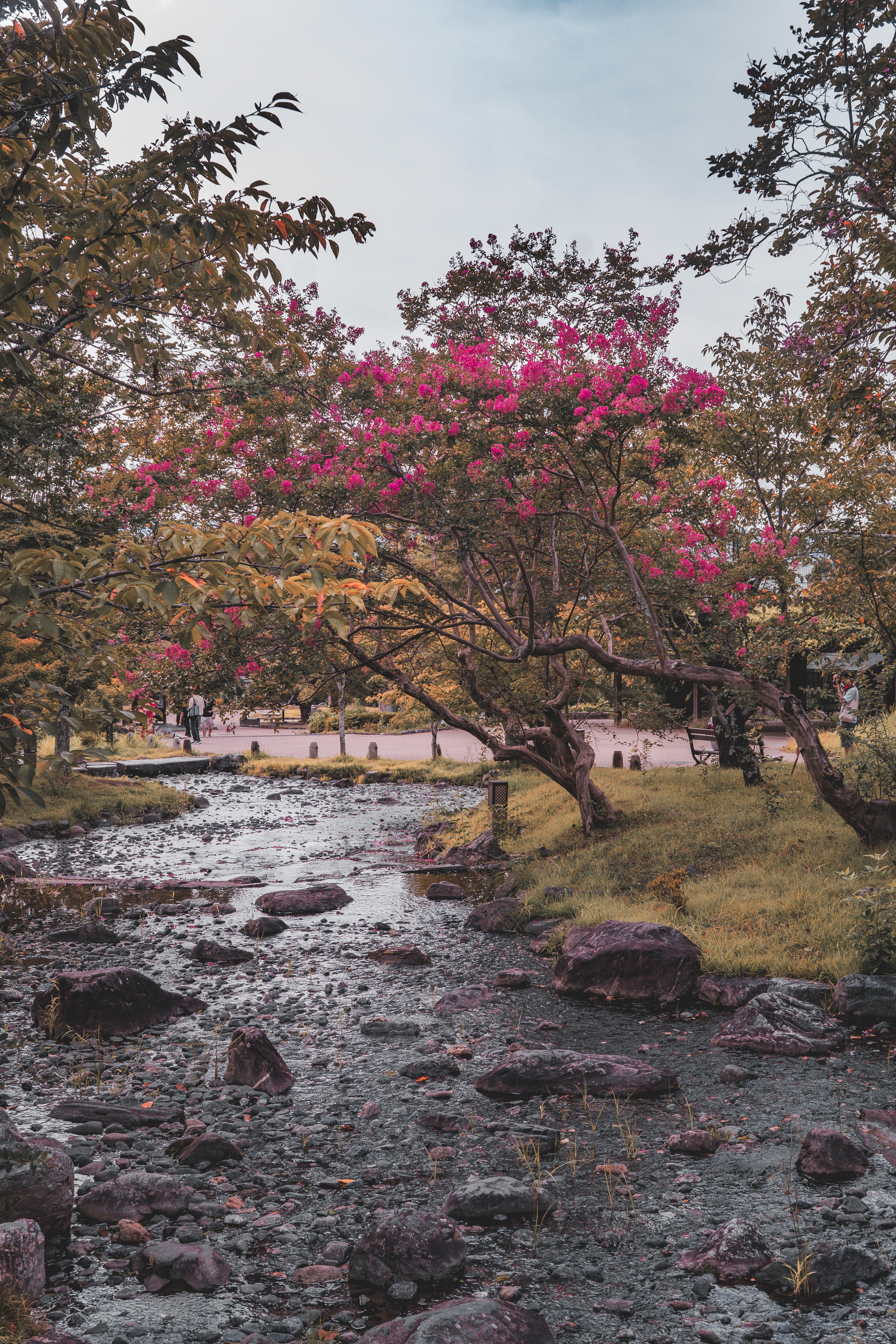 Maruyama Park. Kyoto Japan