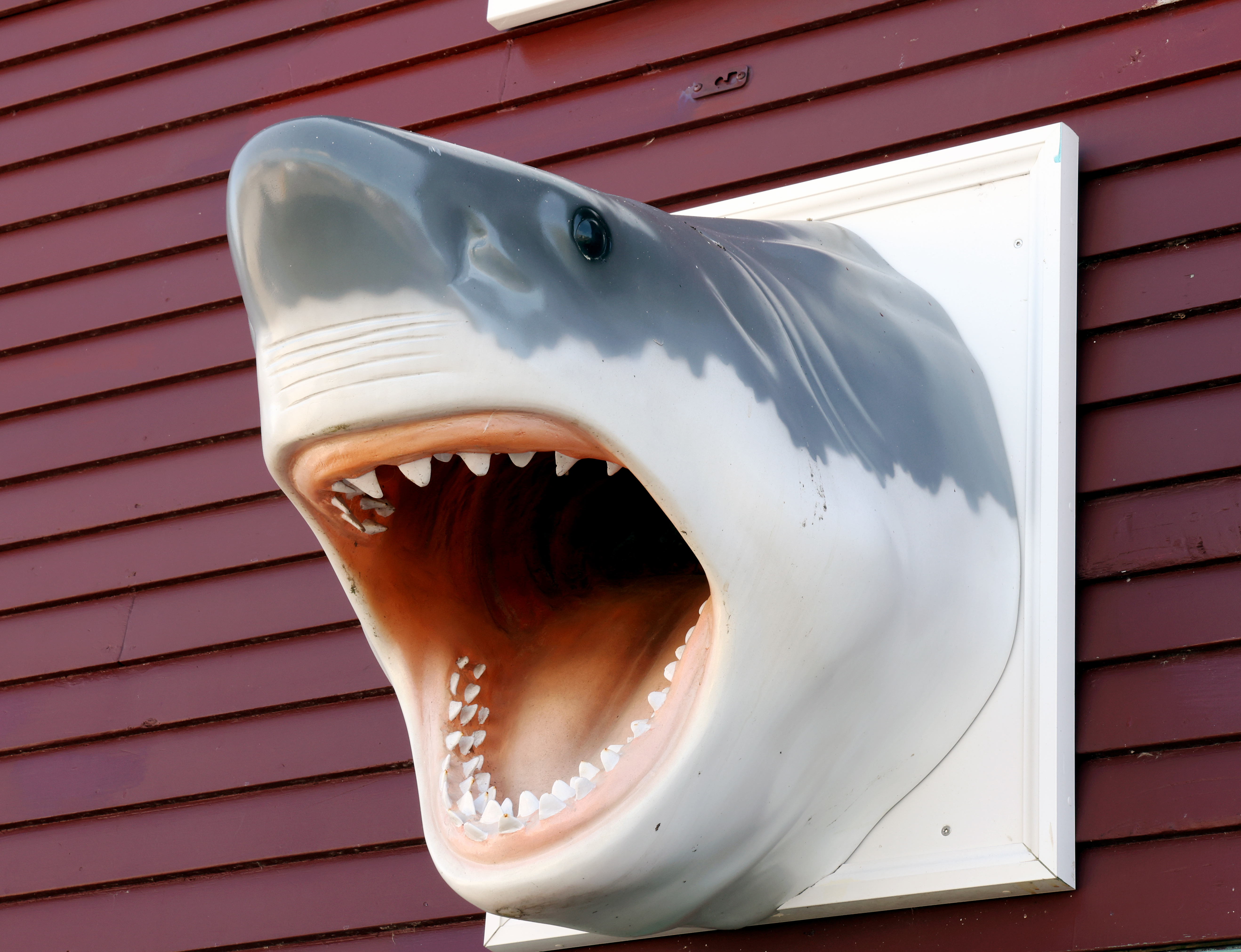cape cod shark head cape cod shark head