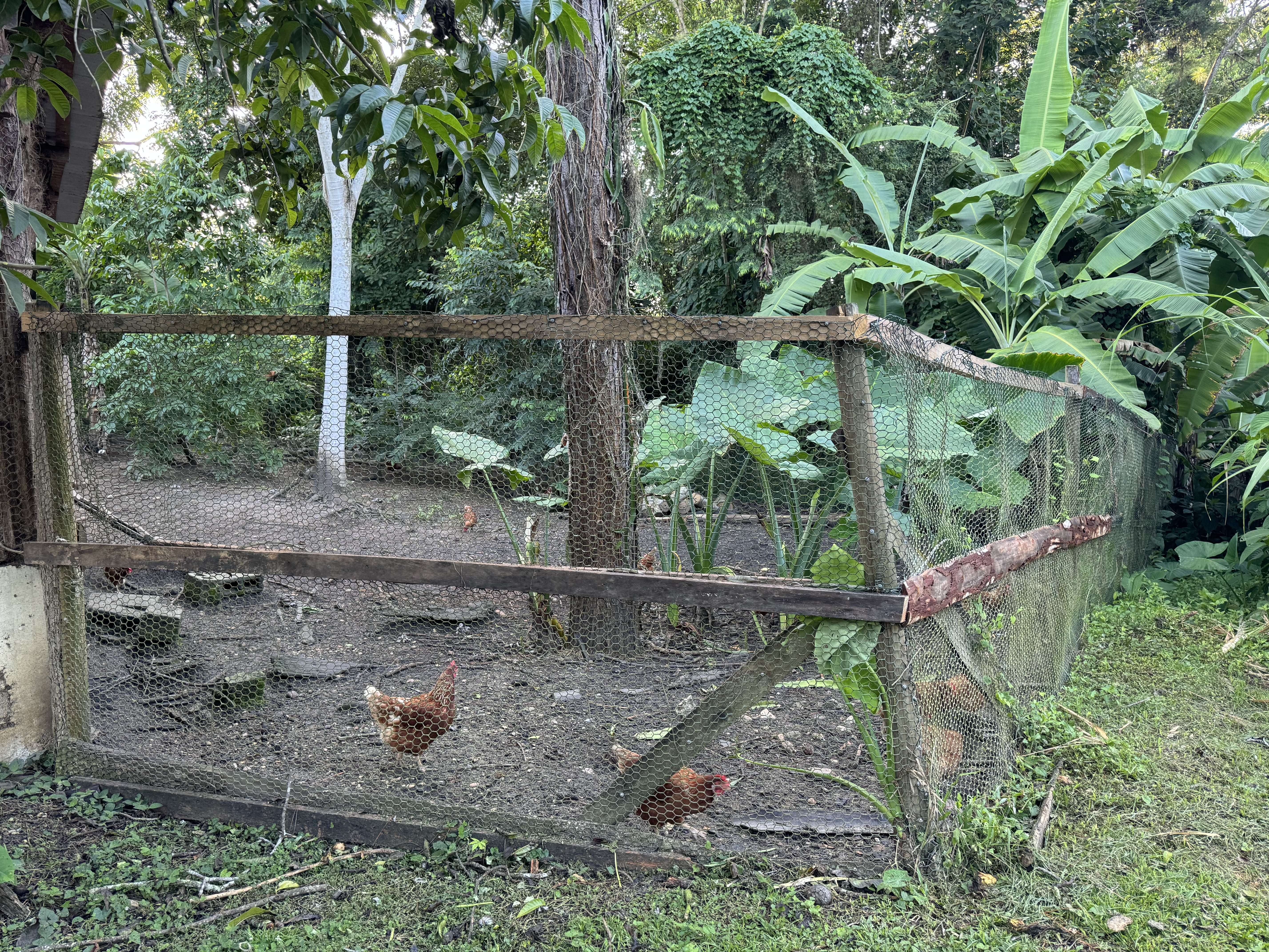 Blancaneaux Lodge Belize Mr Mrs Smith chickens