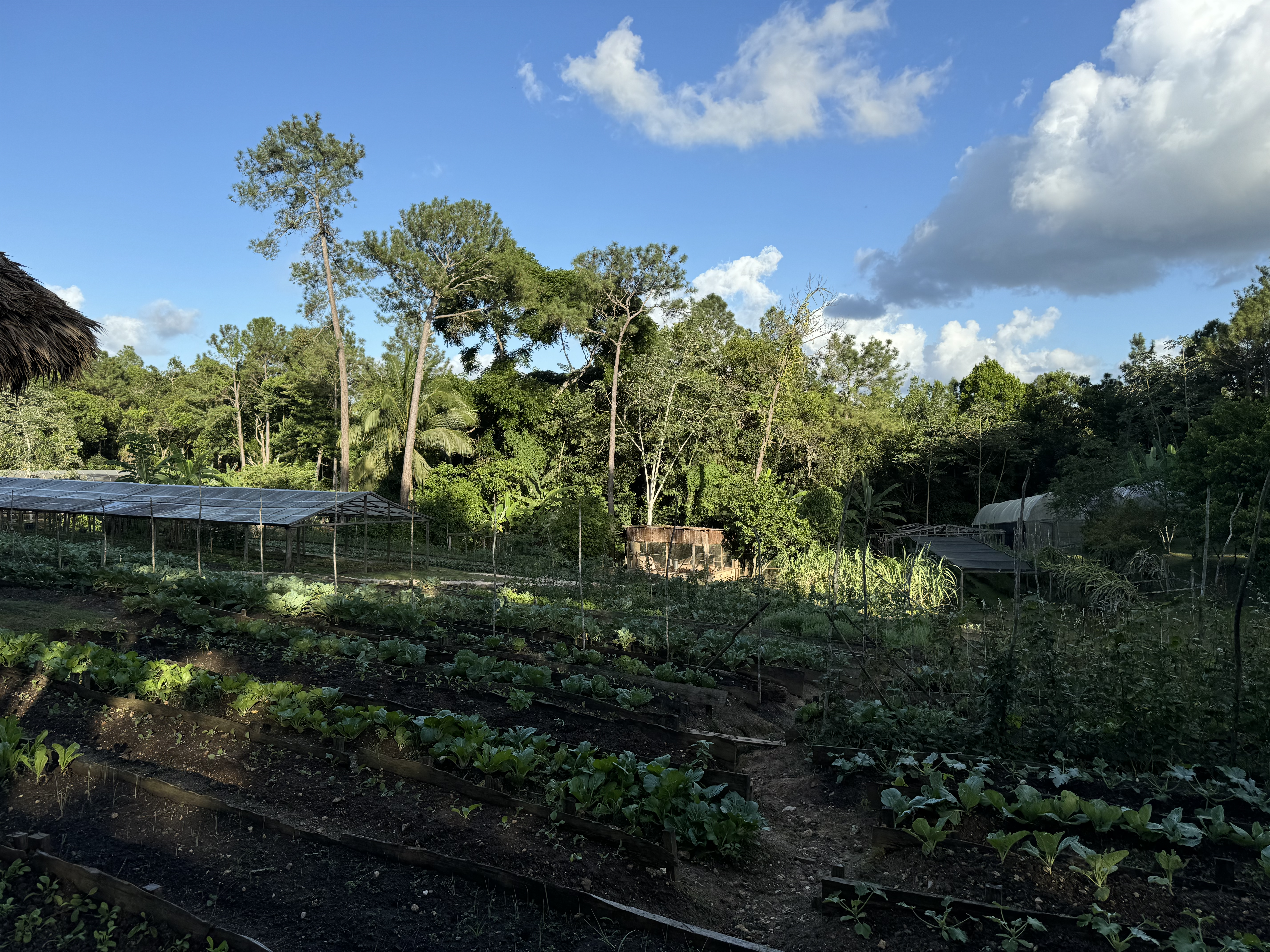 Blancaneaux Lodge garden distant view