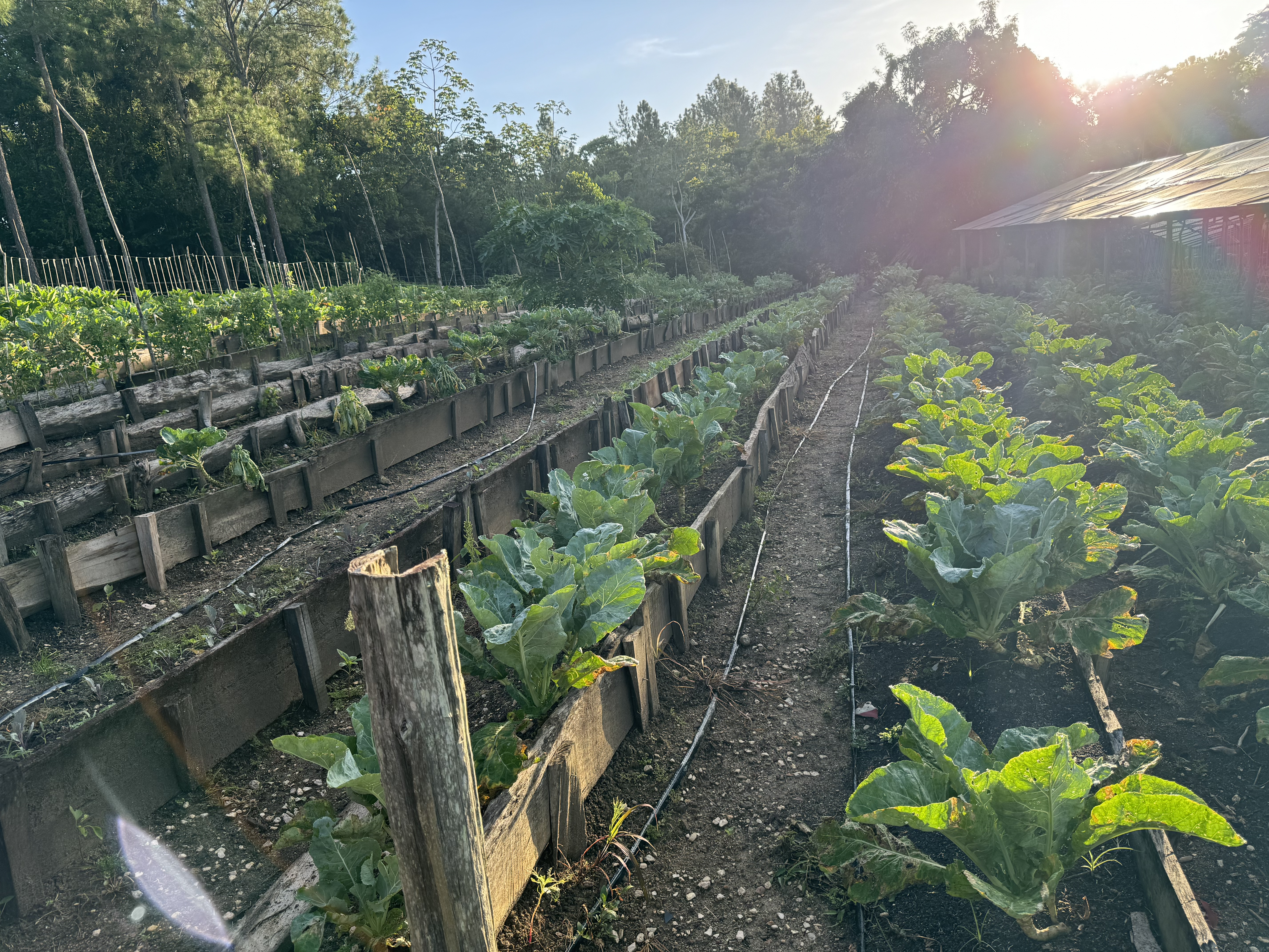 Blancaneaux Lodge garden rows of vegetables