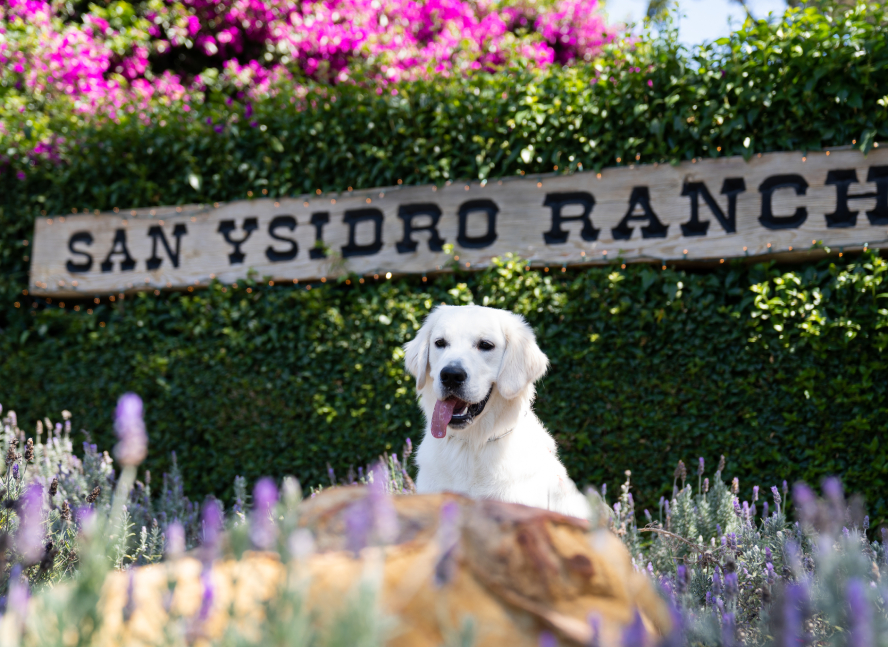 San Ysidro Ranch Dog San Ysidro Ranch Dog