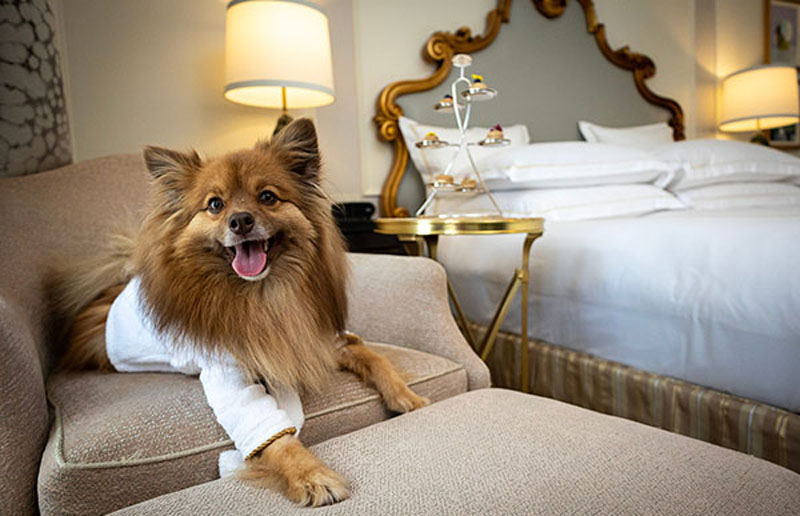 The Plaza New York Pup Package The Plaza New York Pup Package