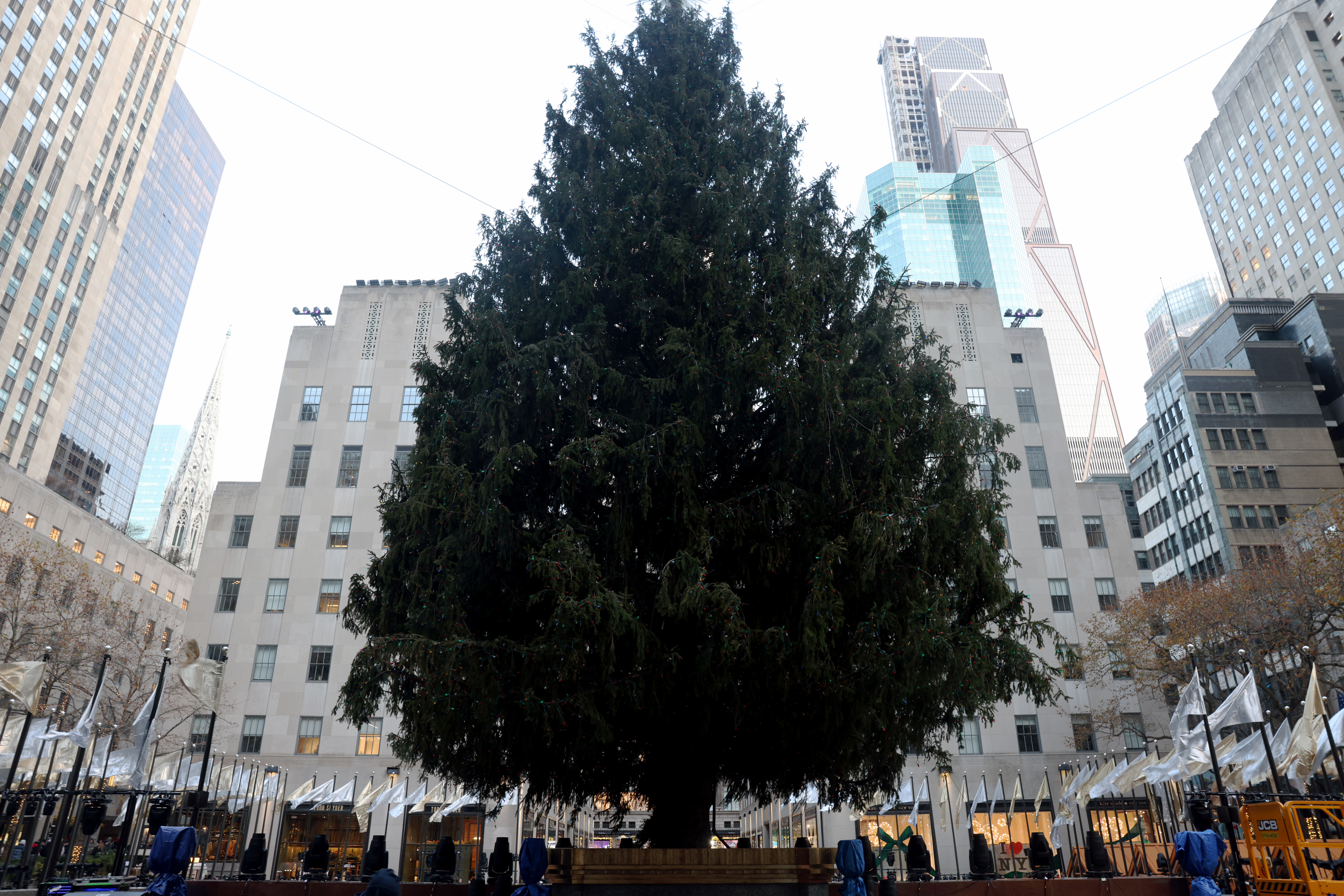 new york city rockefeller center tree untrimmed new york city rockefeller center tree untrimmed