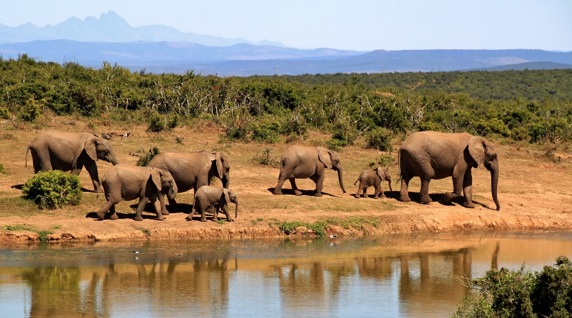 Elephants safari Elephants in Kruger National Park in South Africa