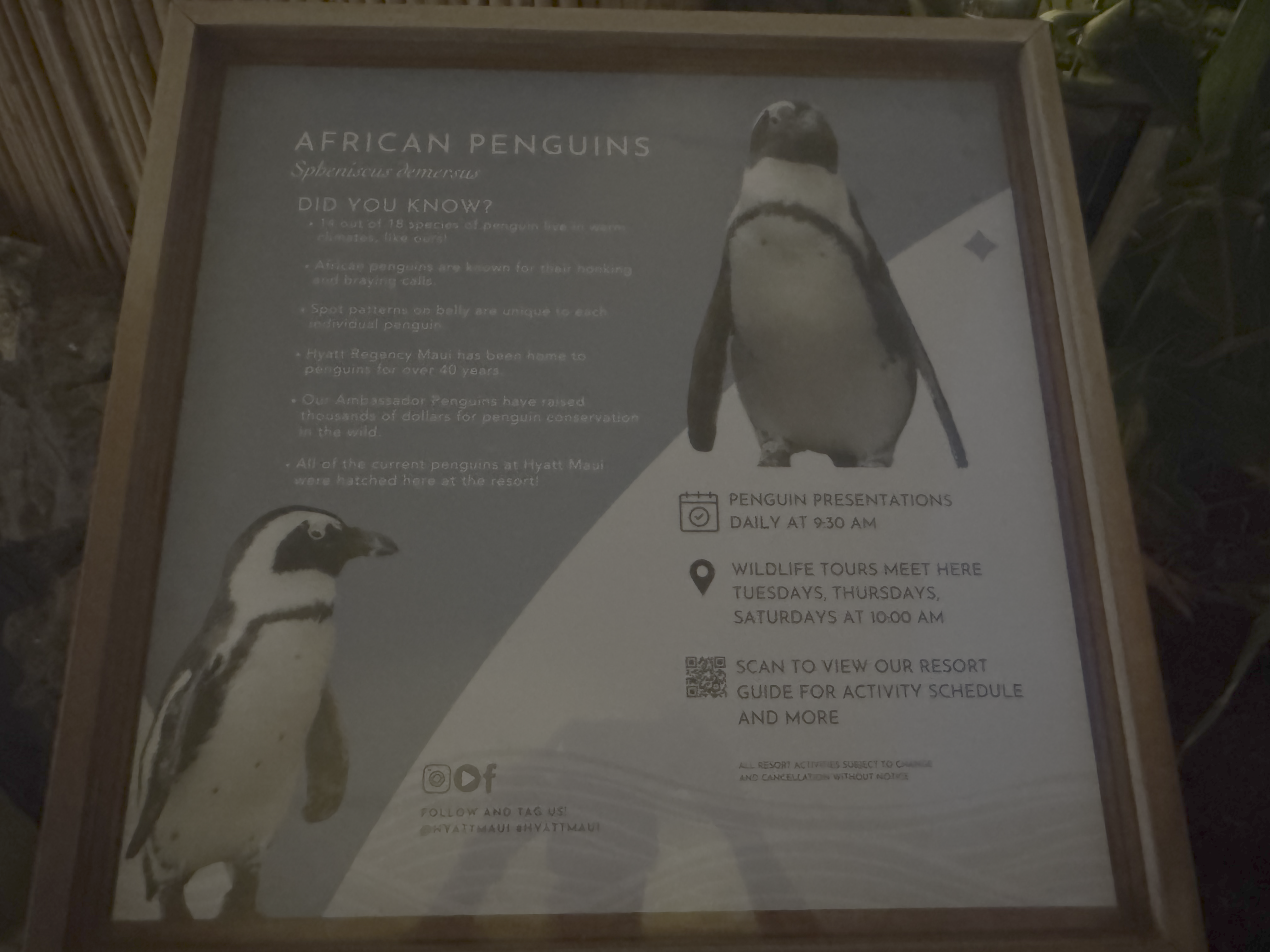 Hyatt Regency Maui Resort and Spa African penguin sign Hyatt Regency Maui Resort and Spa African penguin sign