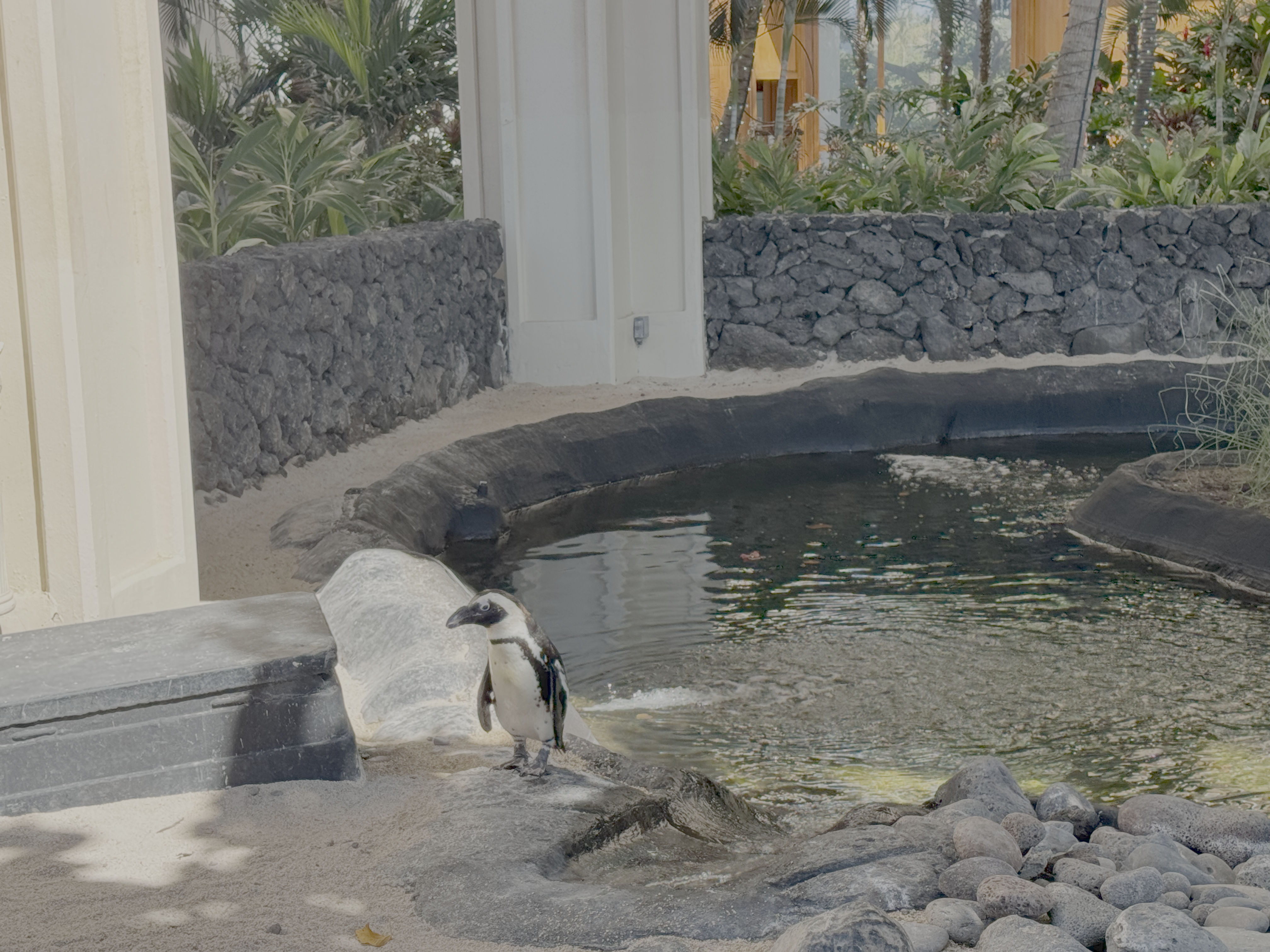 Hyatt Regency Maui Resort and Spa African penguin Hyatt Regency Maui Resort and Spa African penguin