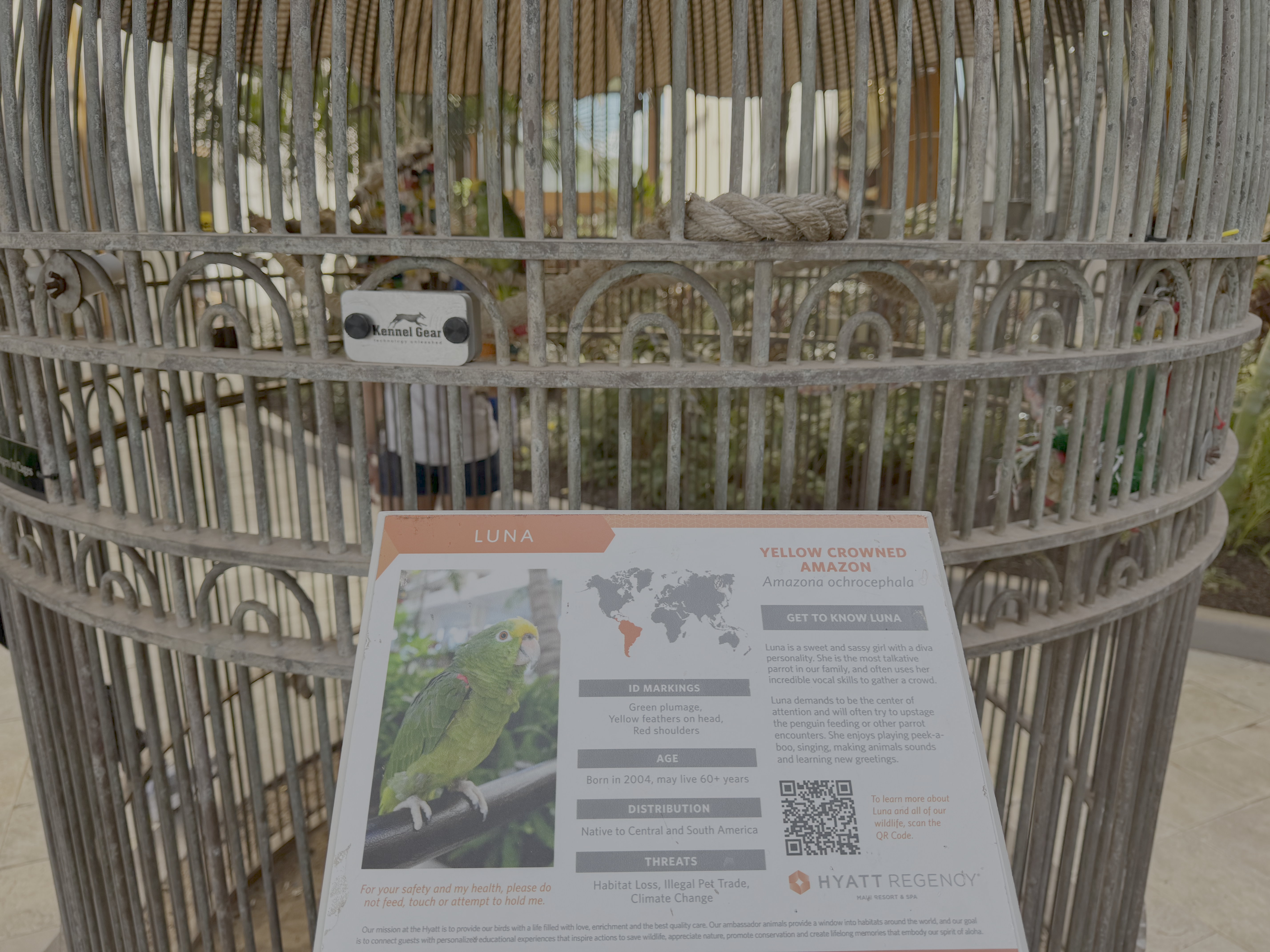 Hyatt Regency Maui Resort and Spa Amazon parrot with sign Hyatt Regency Maui Resort and Spa Amazon parrot with sign