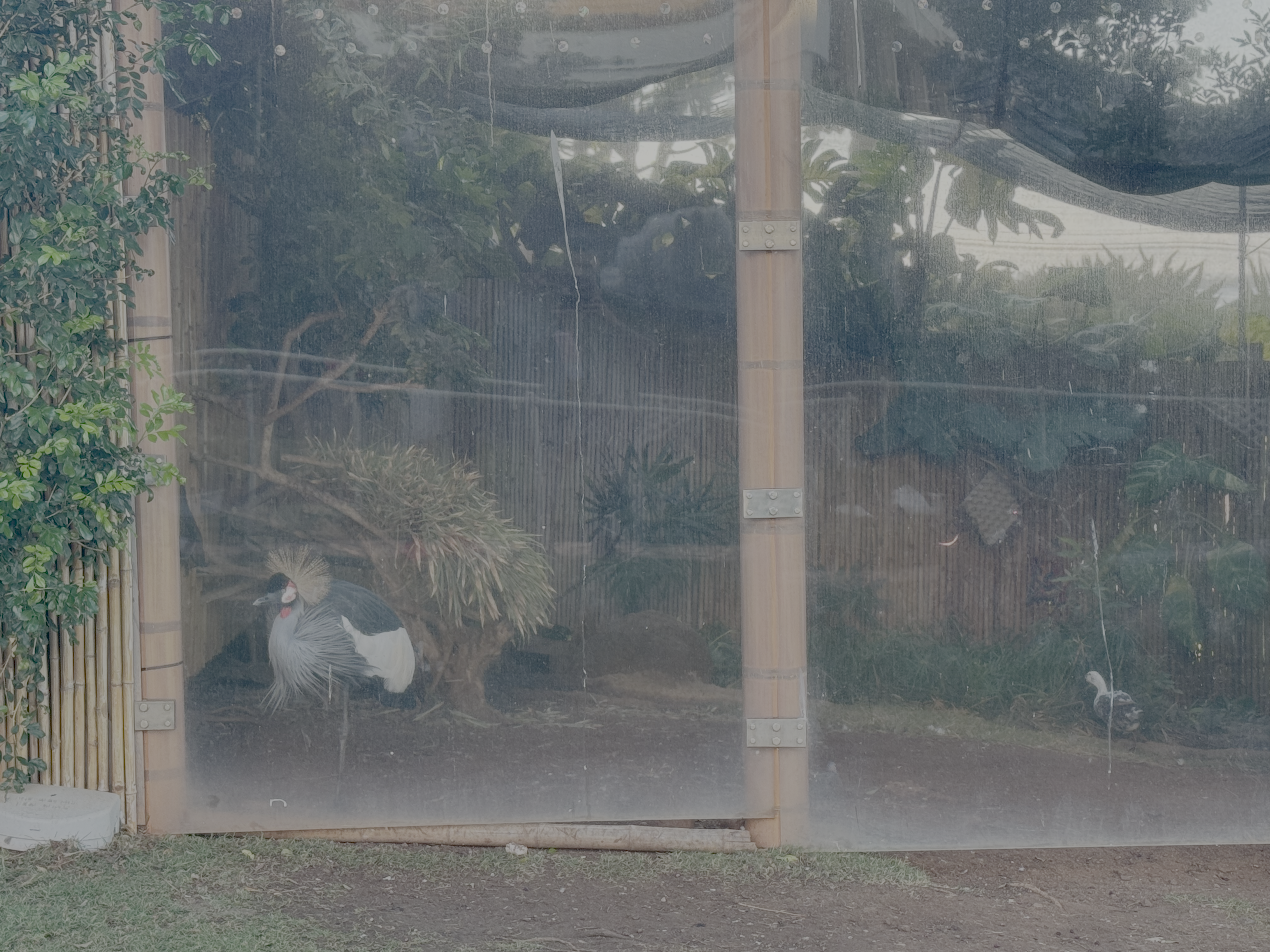 Hyatt Regency Maui Resort and Spa grey crowned crane Hyatt Regency Maui Resort and Spa grey crowned crane