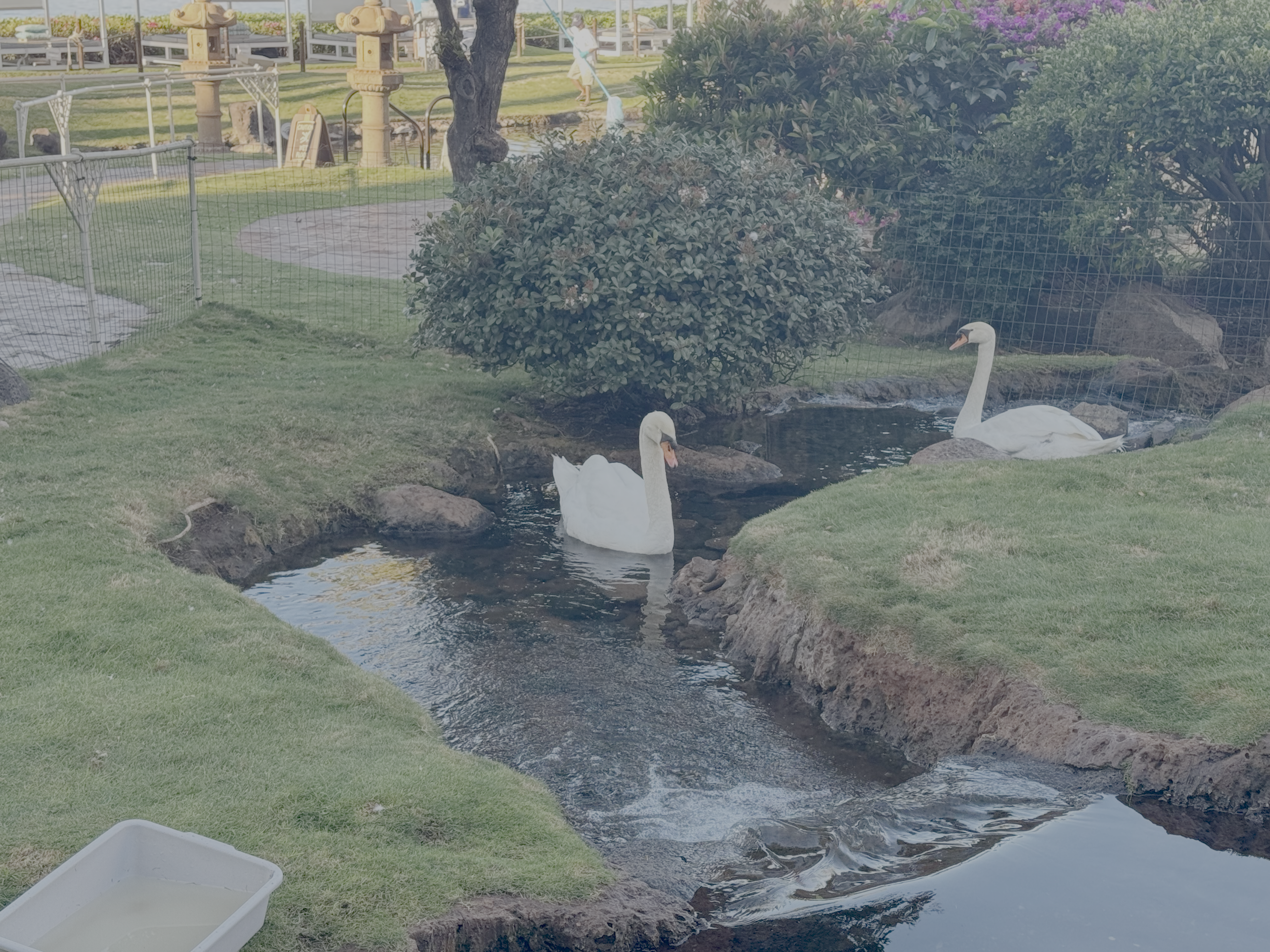 Hyatt Regency Maui Resort and Spa white swans and fences Hyatt Regency Maui Resort and Spa white swans and fences