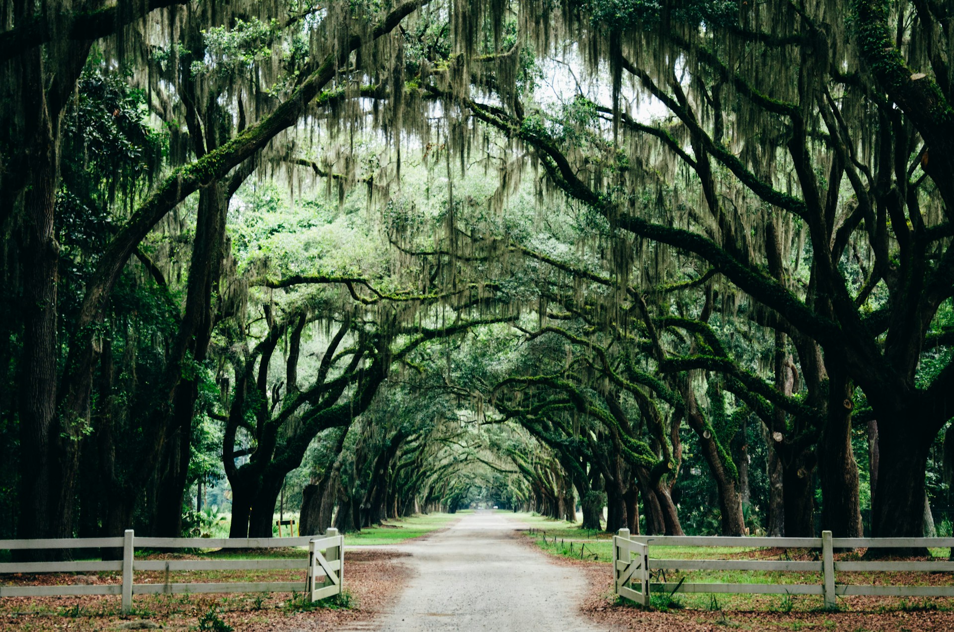 Trees in Savannah Georgia Trees in a park in Georgia