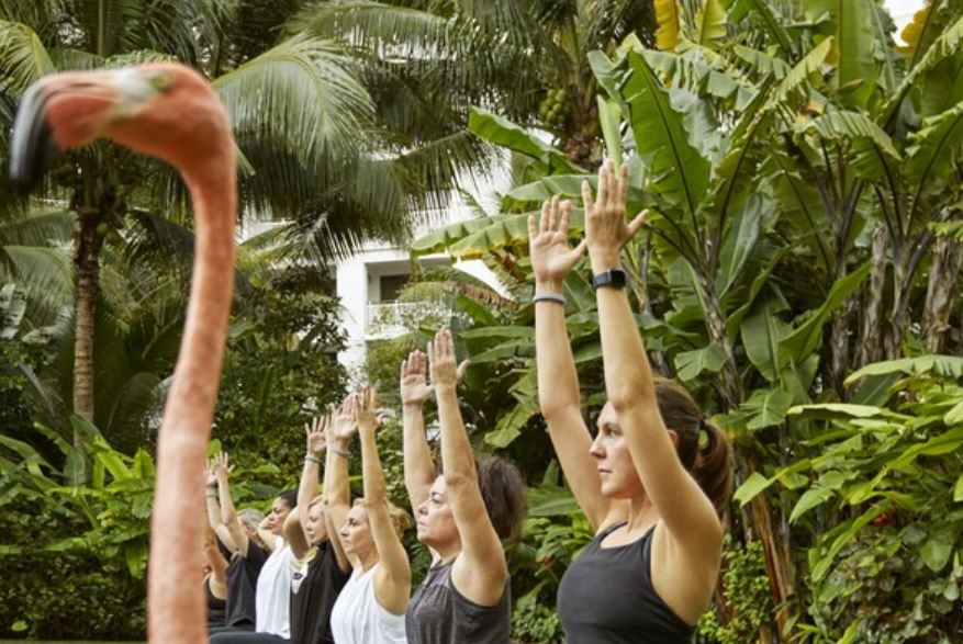 Flamingo yoga Flamingo yoga