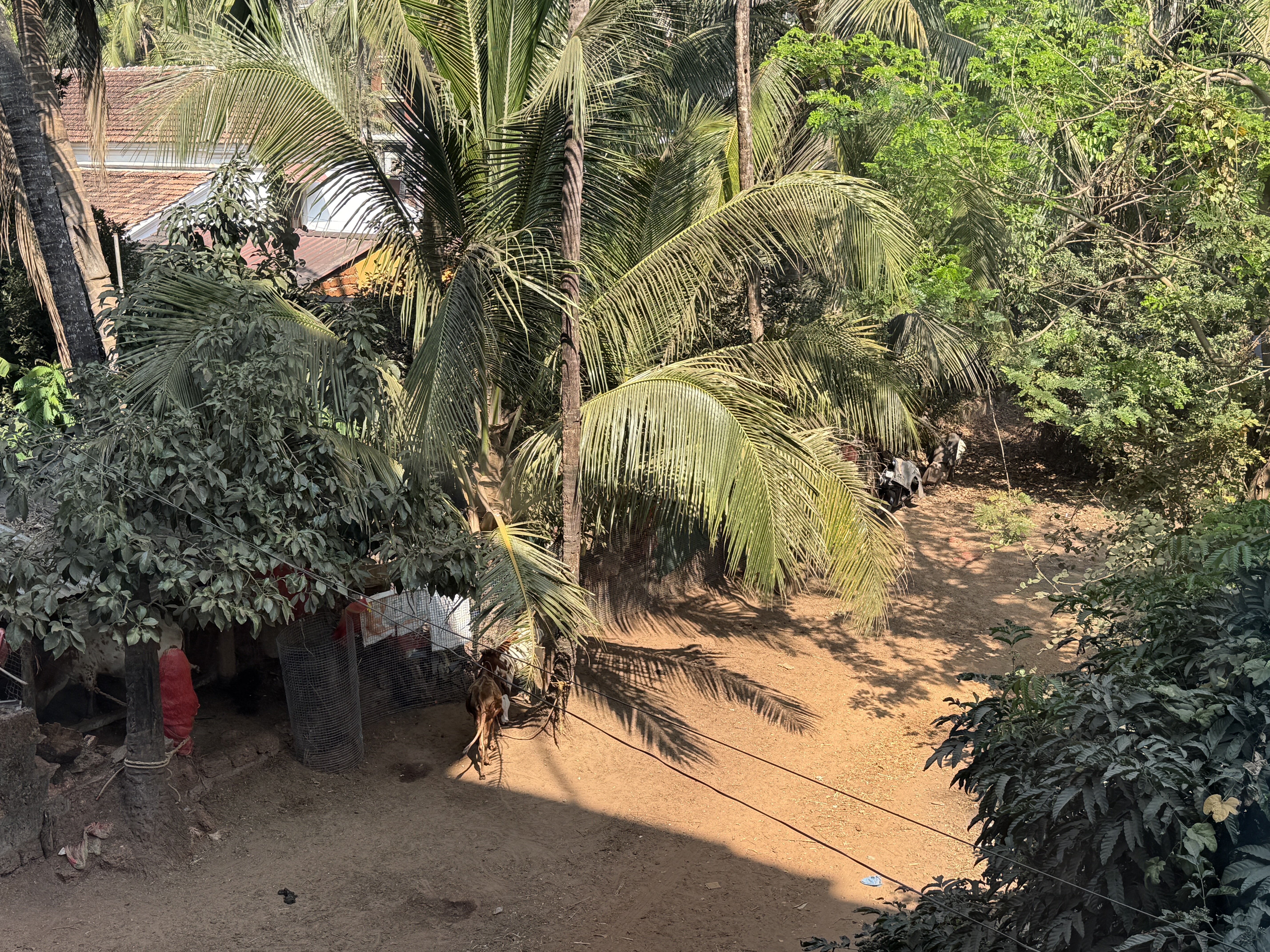 Le Meridien Goa Calangute king view of cows Le Meridien Goa Calangute king view of cows