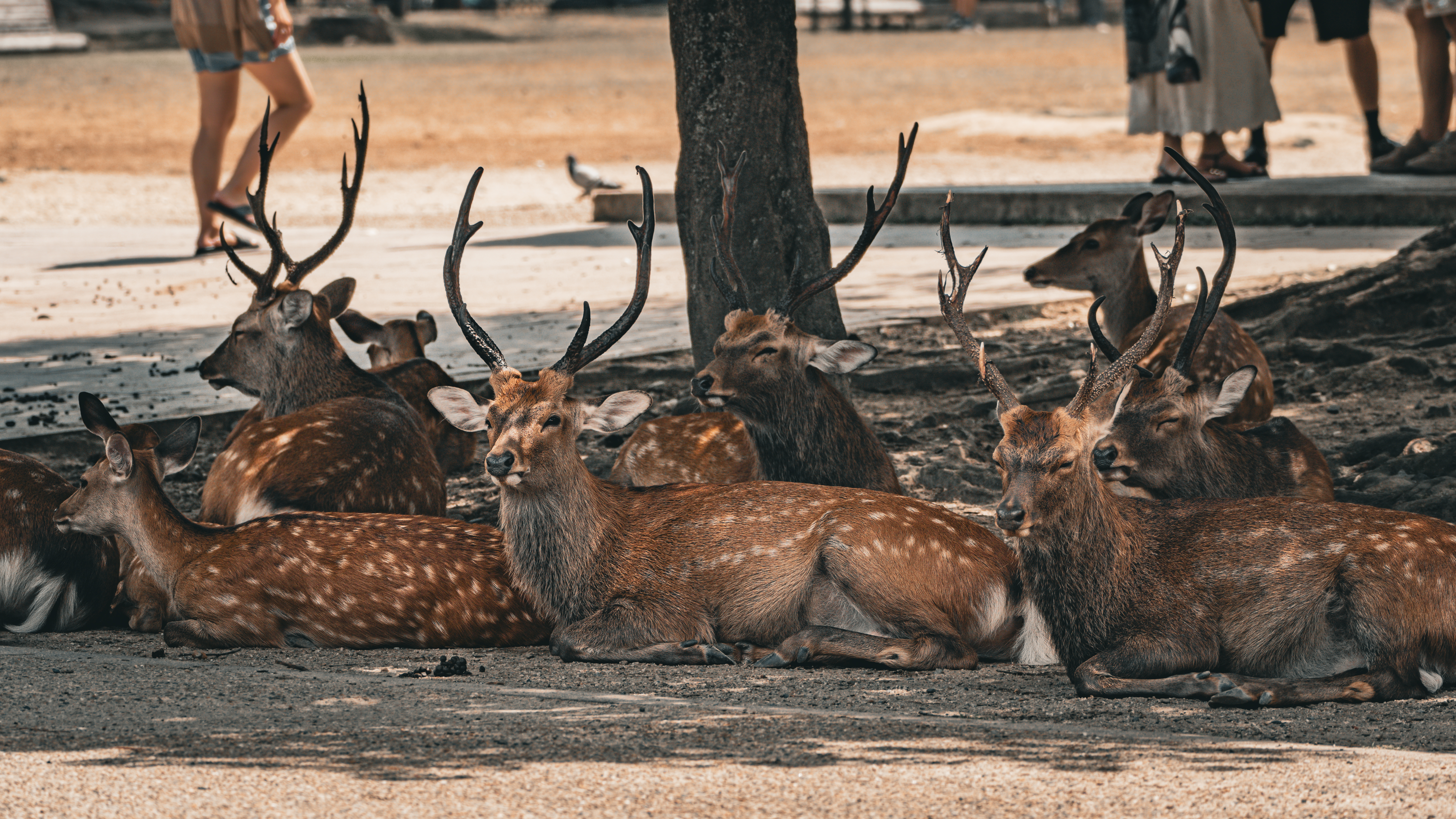 Nara Japan. deer Nara Japan. deer