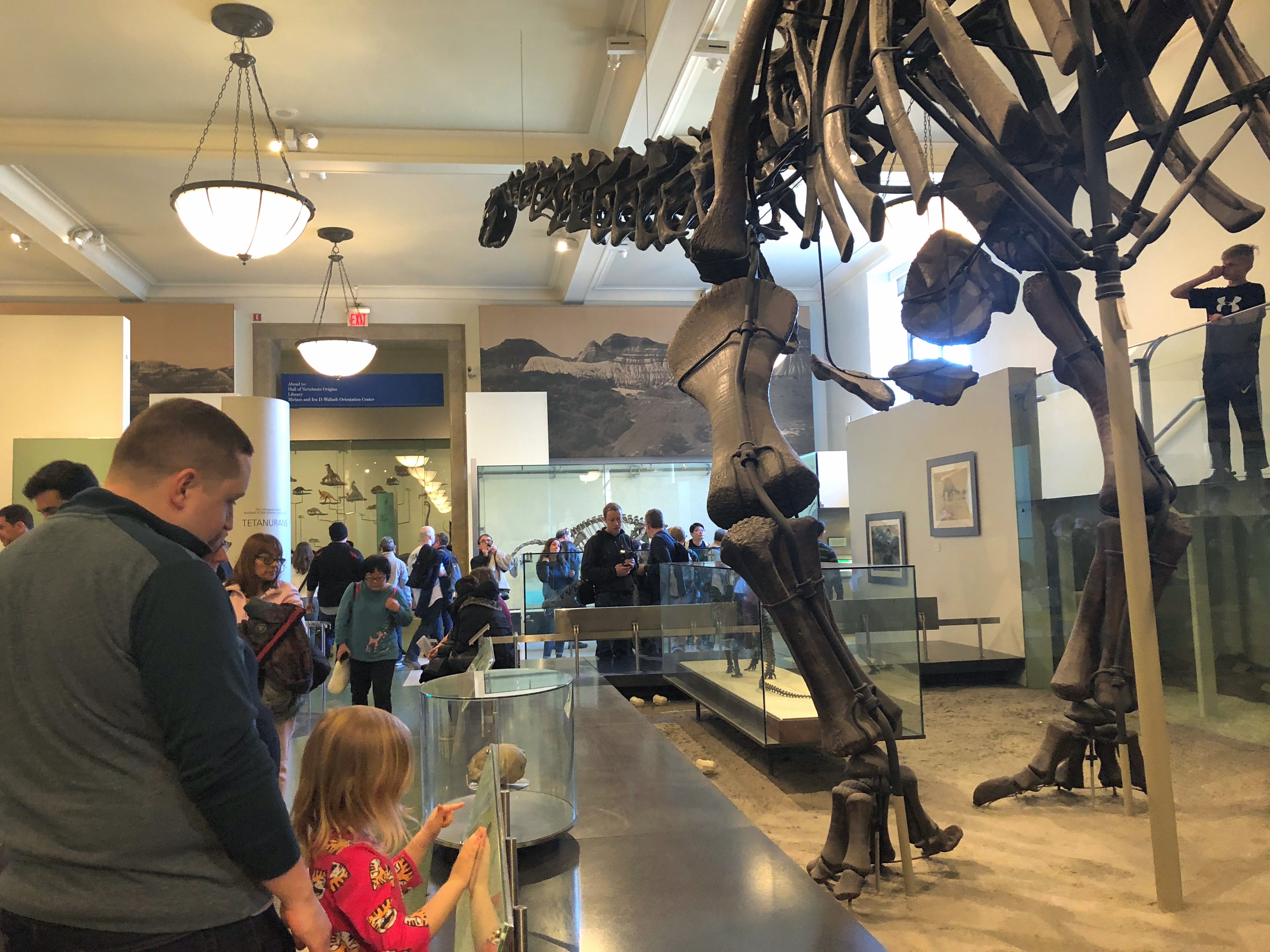 American Museum of Natural History in NYC American Museum of Natural History in NYC