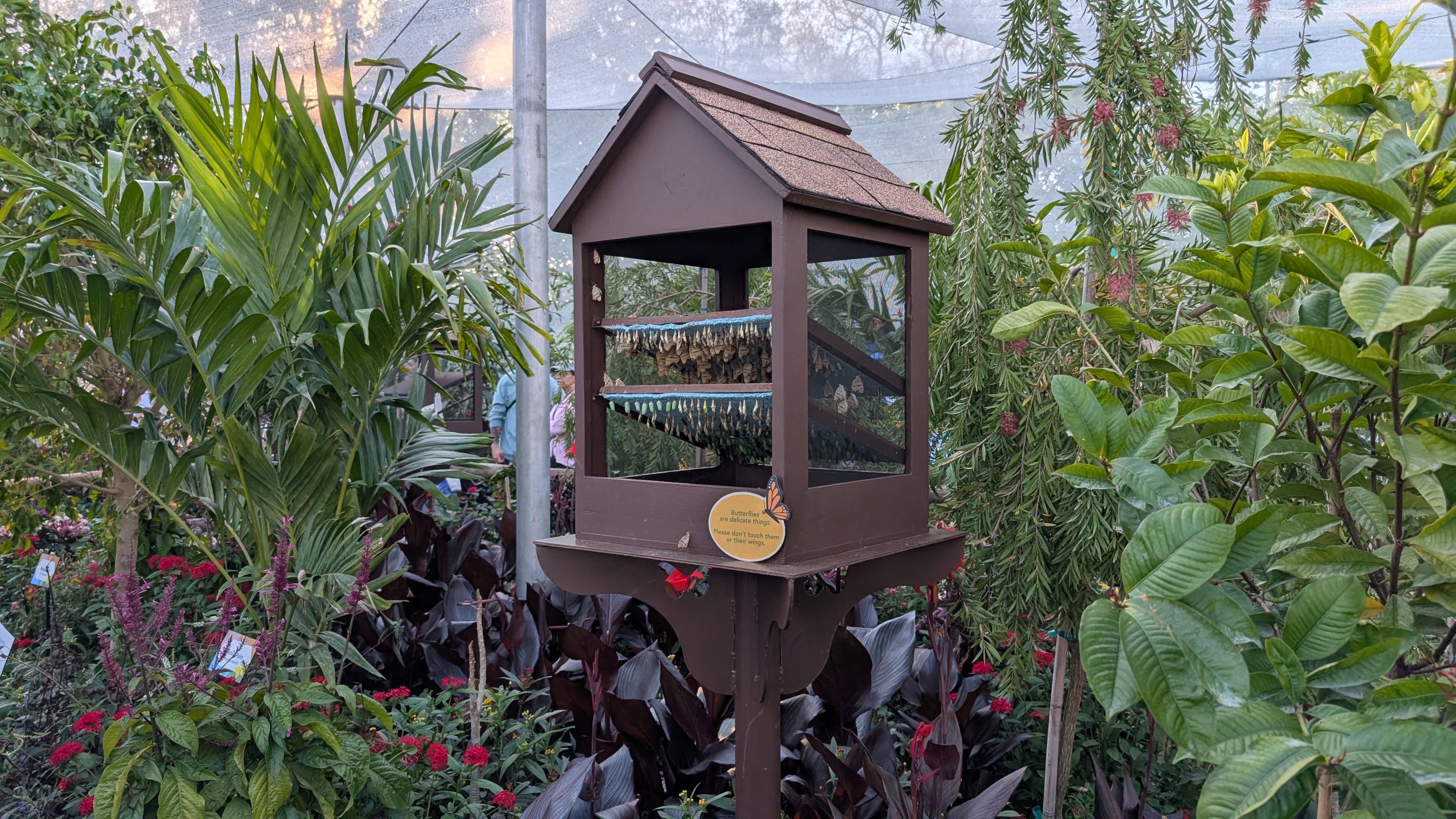 Epcot Flower and Garden Festival butterfly garden Epcot Flower and Garden Festival butterfly garden