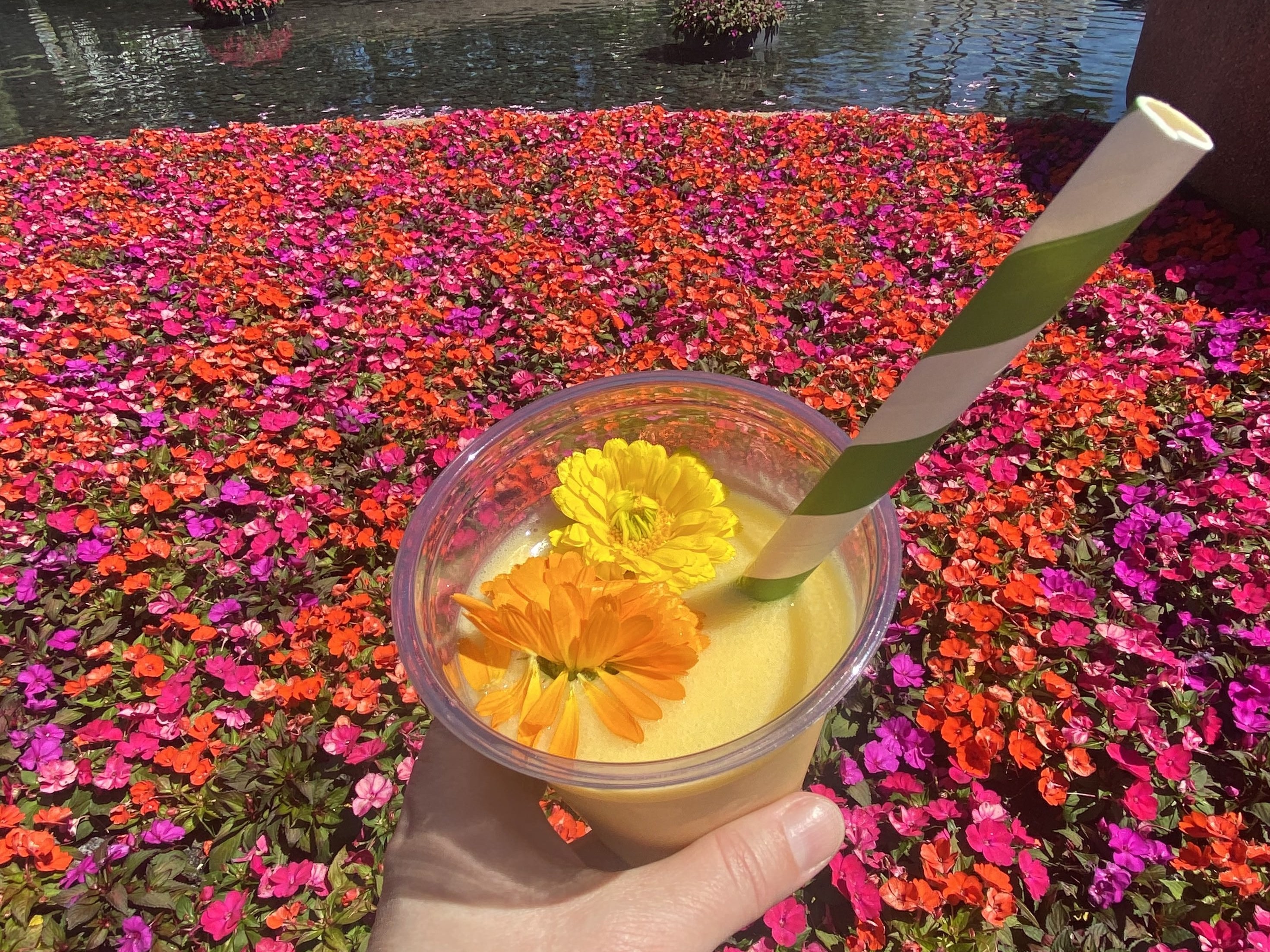 Epcot International Flower Garden Festival food The Land Cart Florida sunshine smoothie 1 Epcot International Flower Garden Festival food The Land Cart Florida sunshine smoothie 1