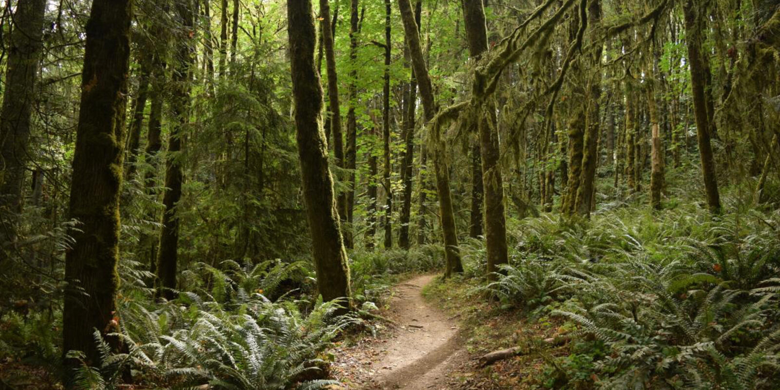 Forest Park Portland Oregon