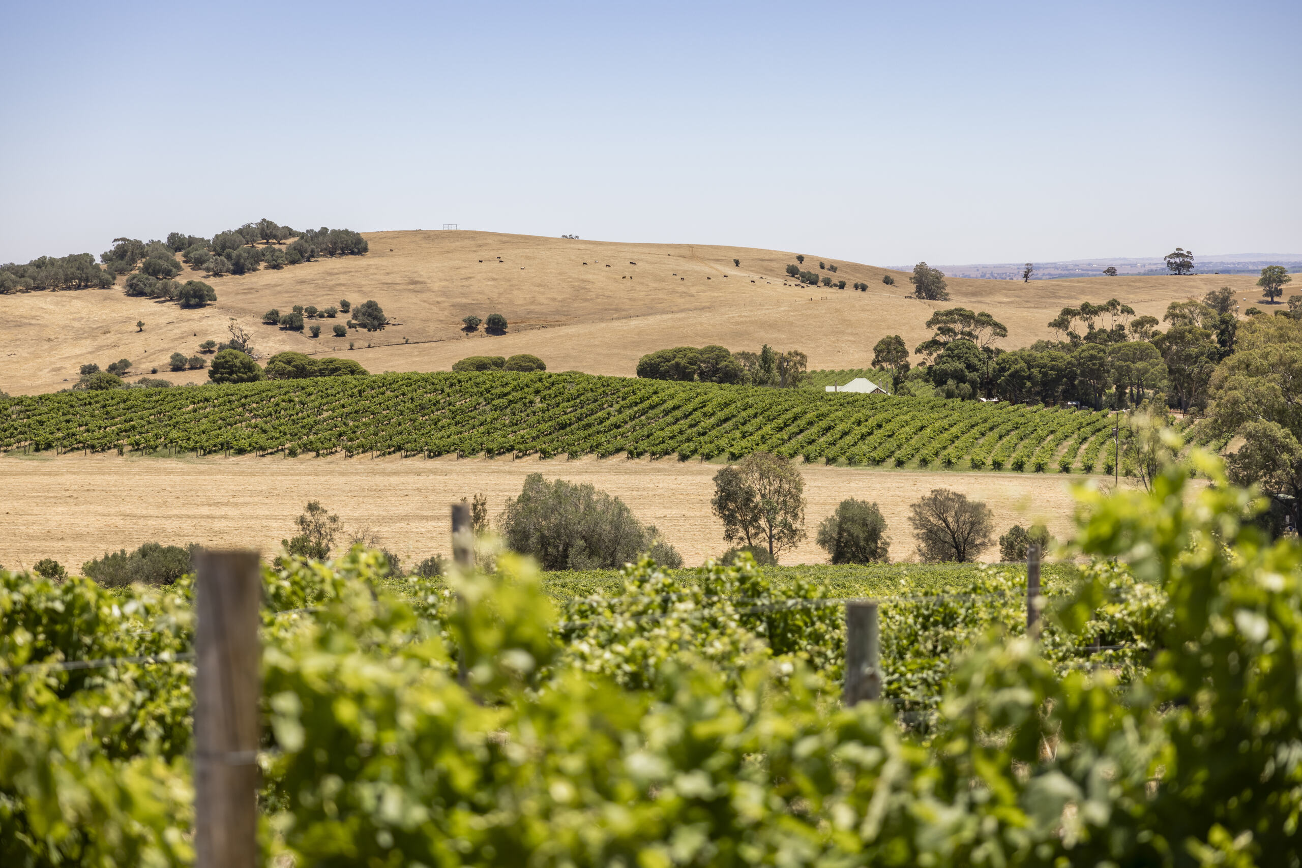 InterContinental Barossa Resort Spa InterContinental Barossa Resort Spa vineyard
