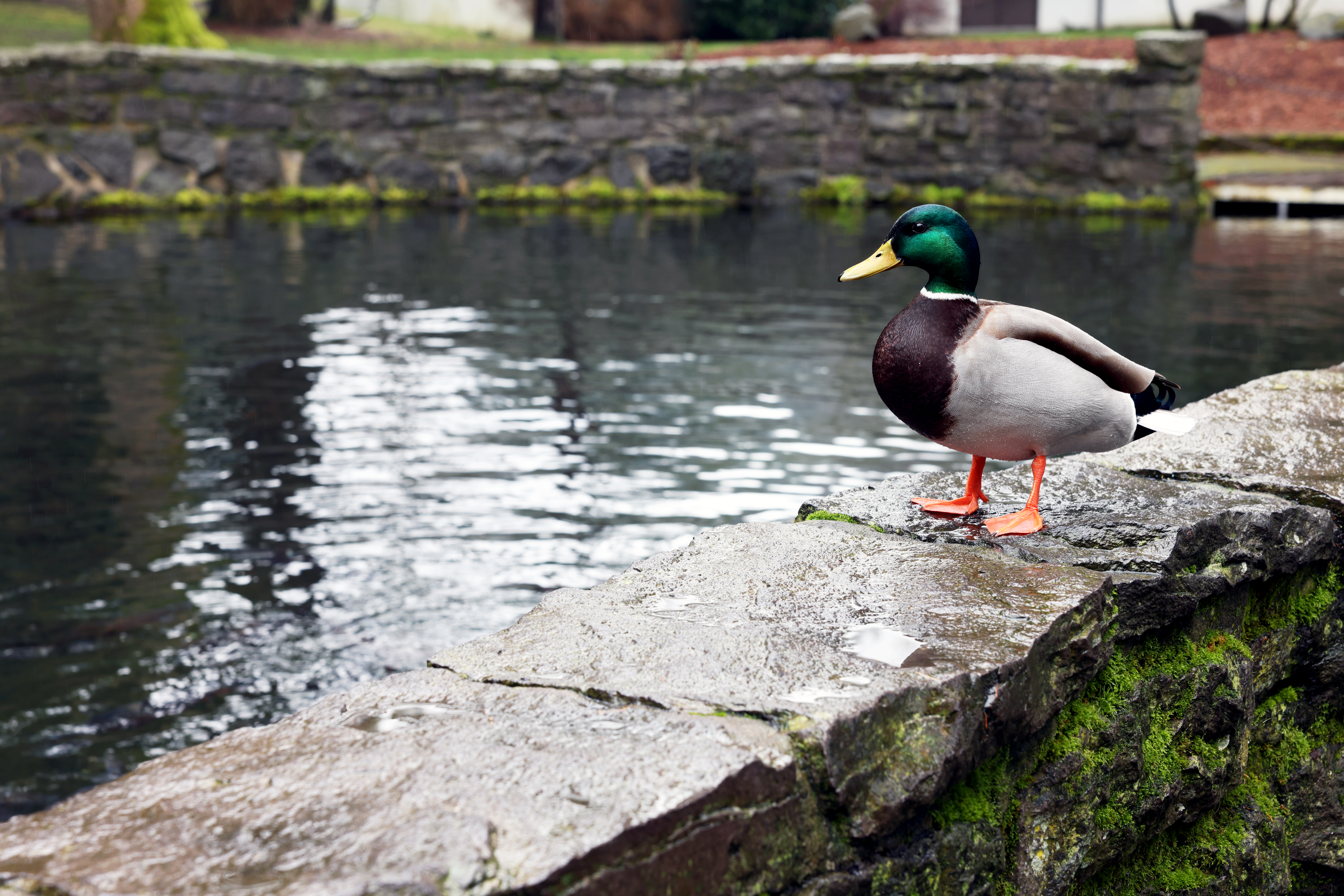 Mallard duck Oregon pond