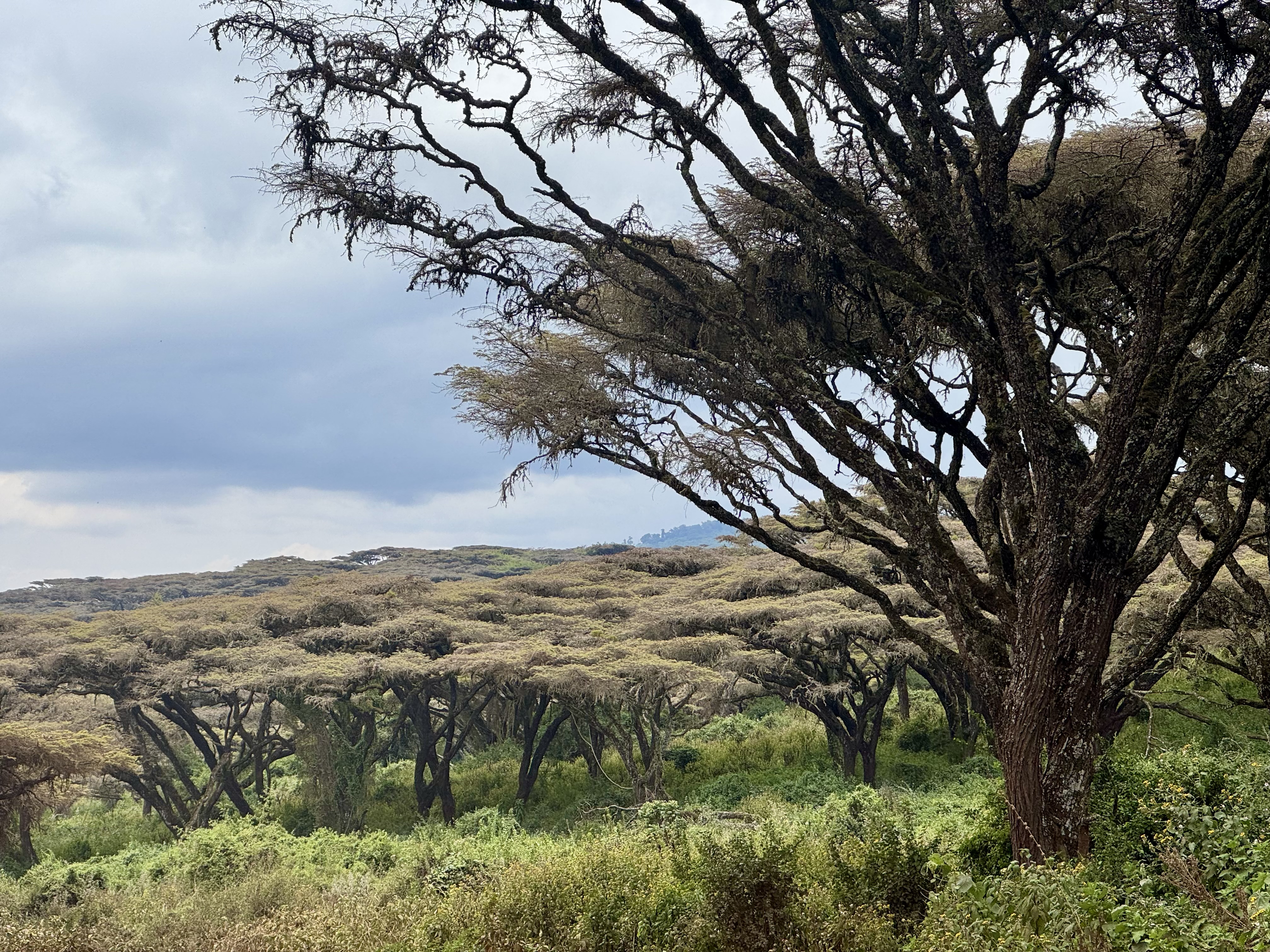 Acacia trees
