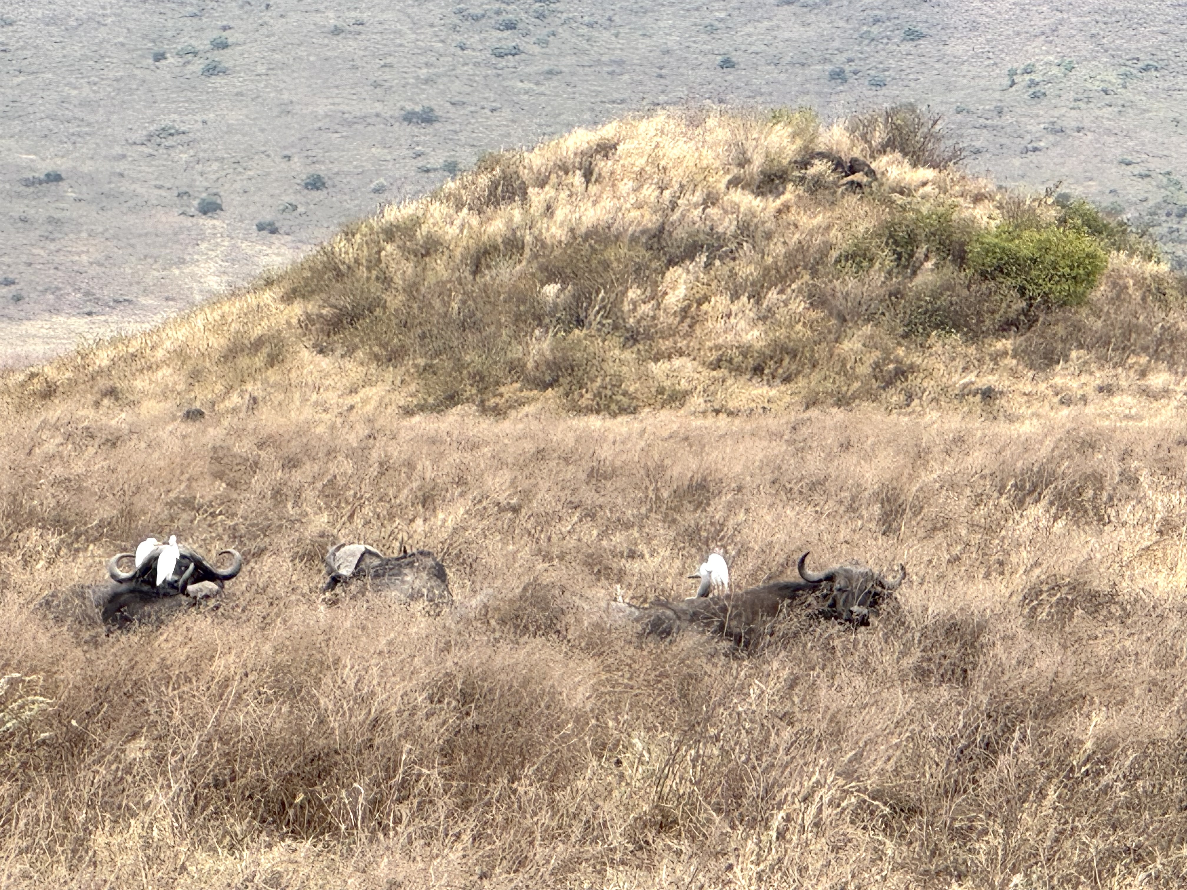 Buffalo on Tanzanian safari in the Ngorongoro Crater