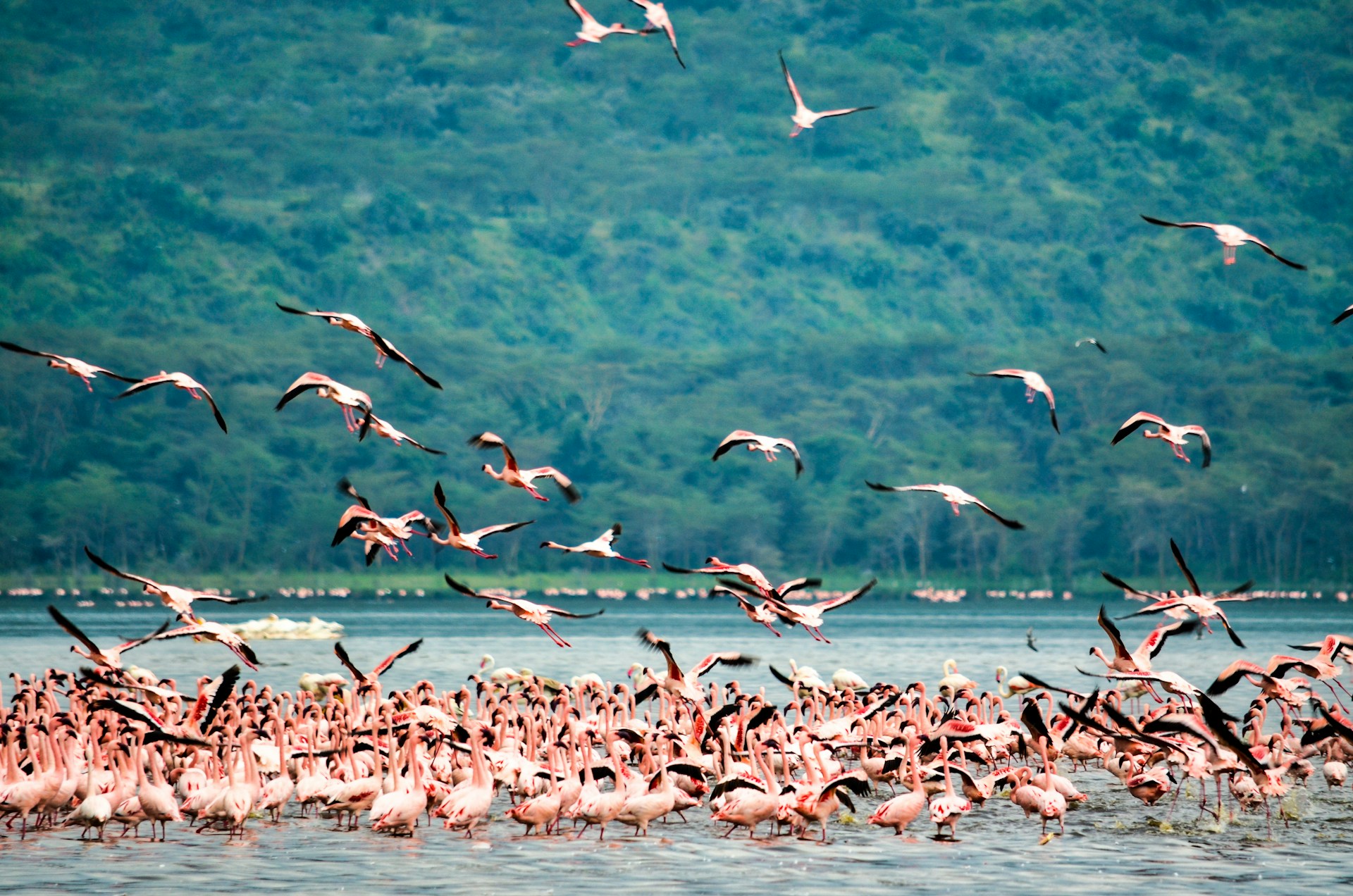 Nakuru Lake flamingos