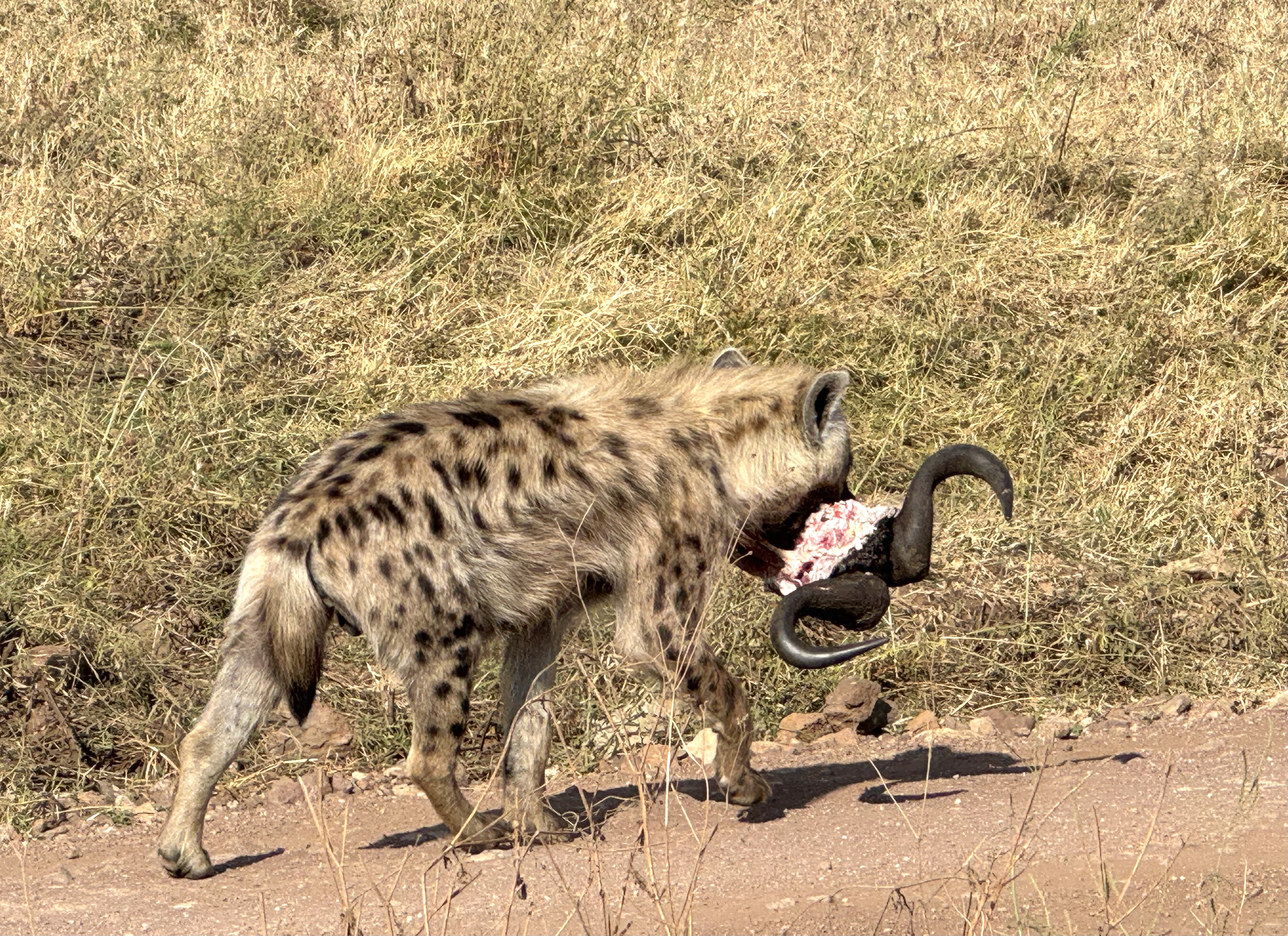 Ngorongoro Crater hyena